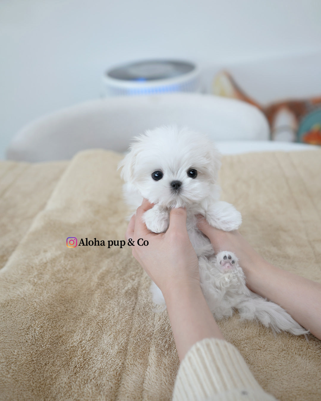 Romio [TEACUP MALTESE]
