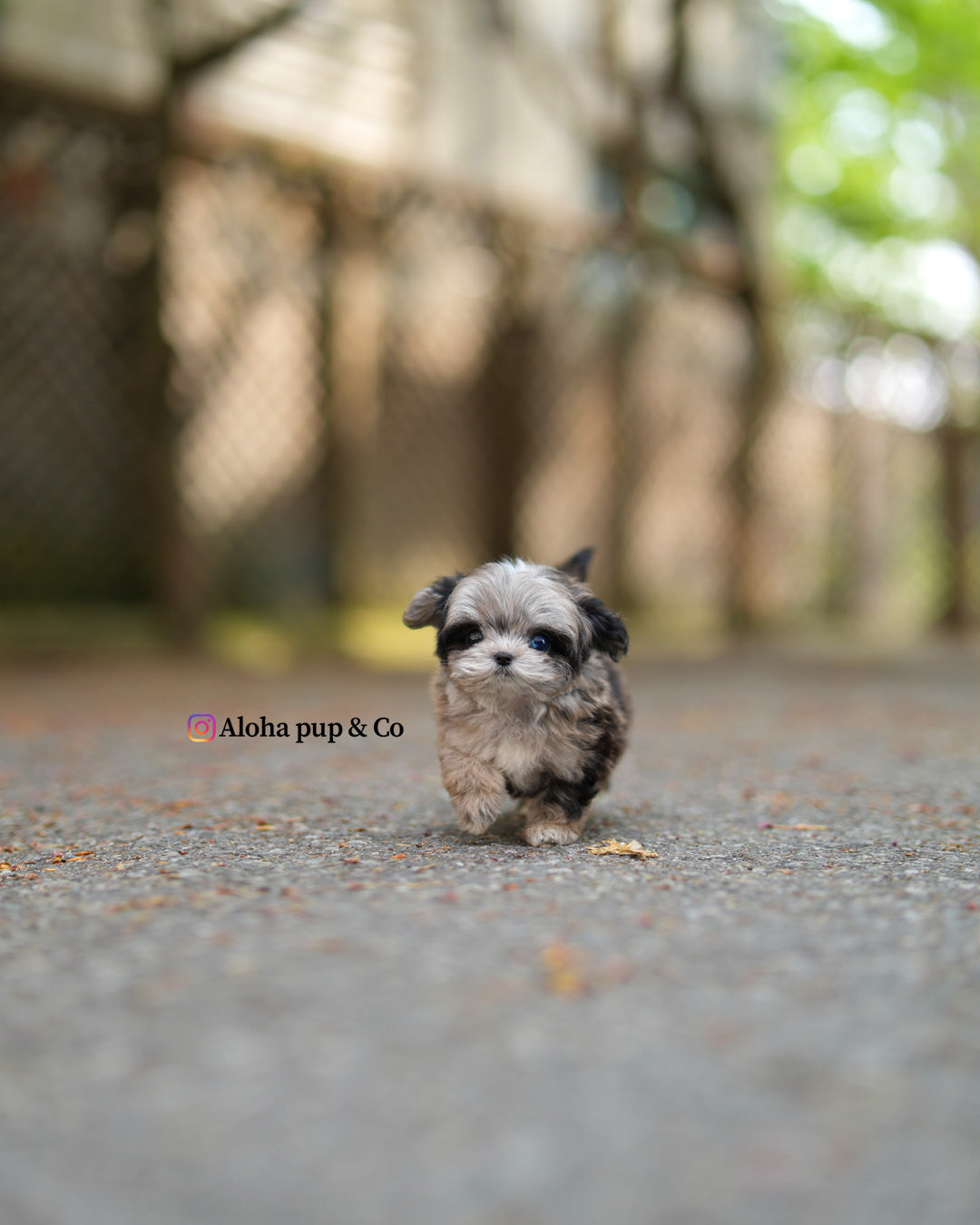 Ziv [TEACUP MALTIPOO]