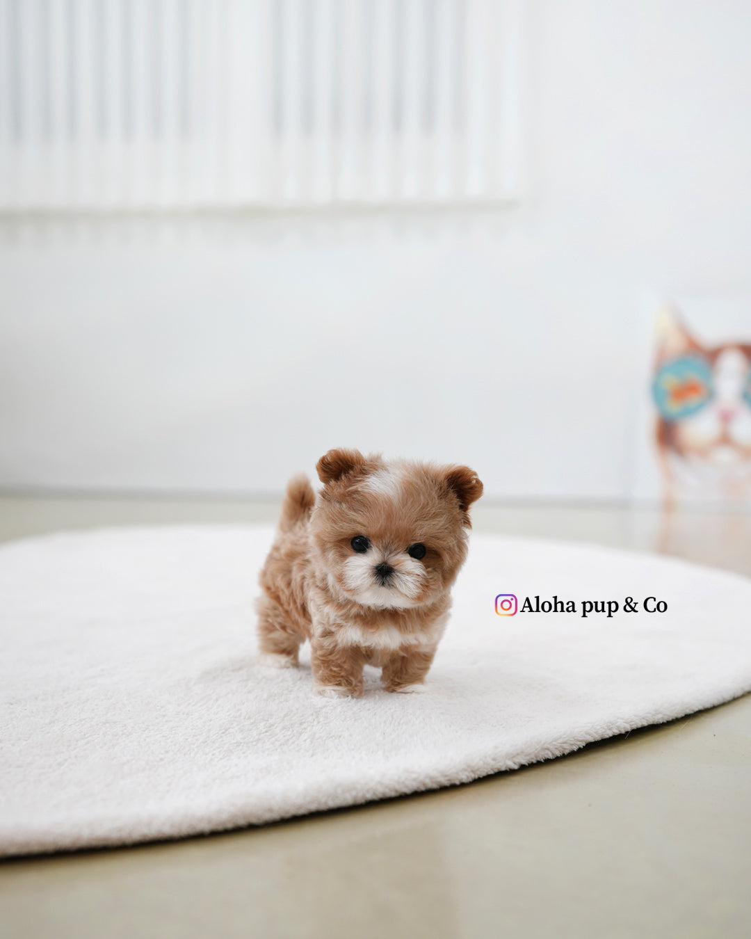 Mickey [TEACUP MALTIPOO]