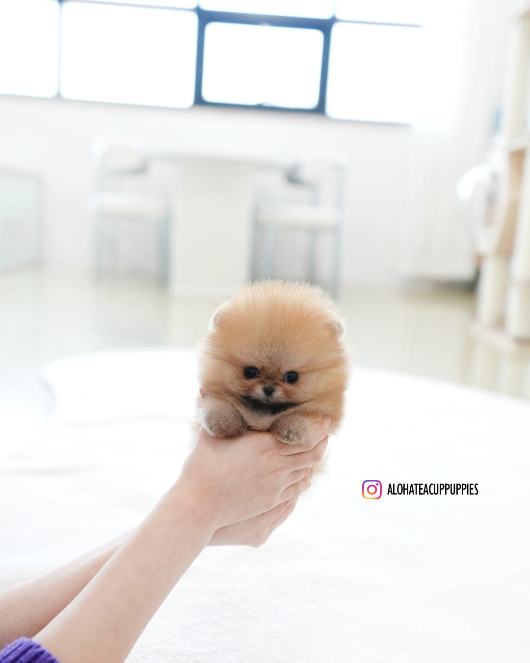Marco [POMERANIA TAZA DE TÉ]