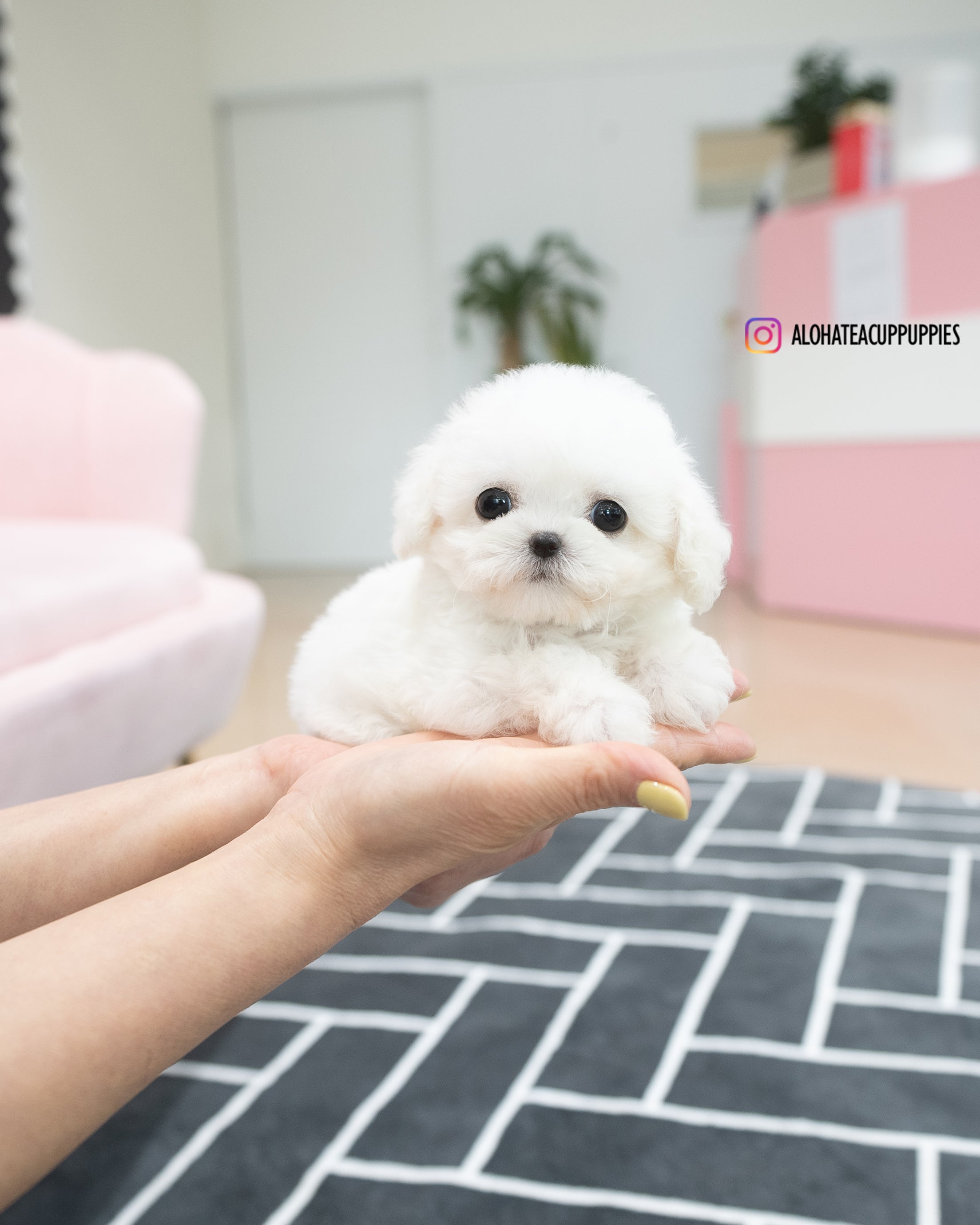 Orion [TEACUP Bichon]