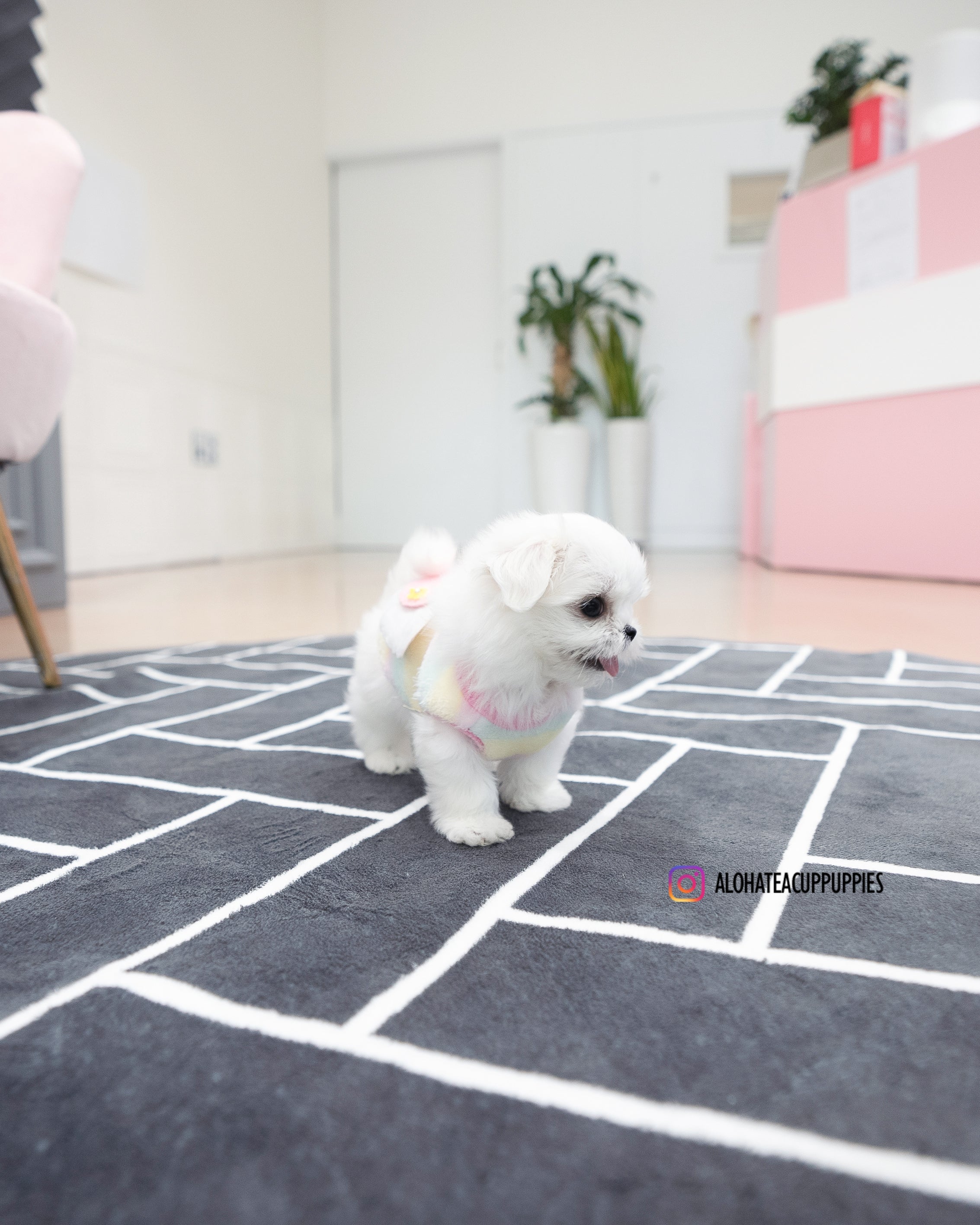 Kassia [TEACUP MALTESE]