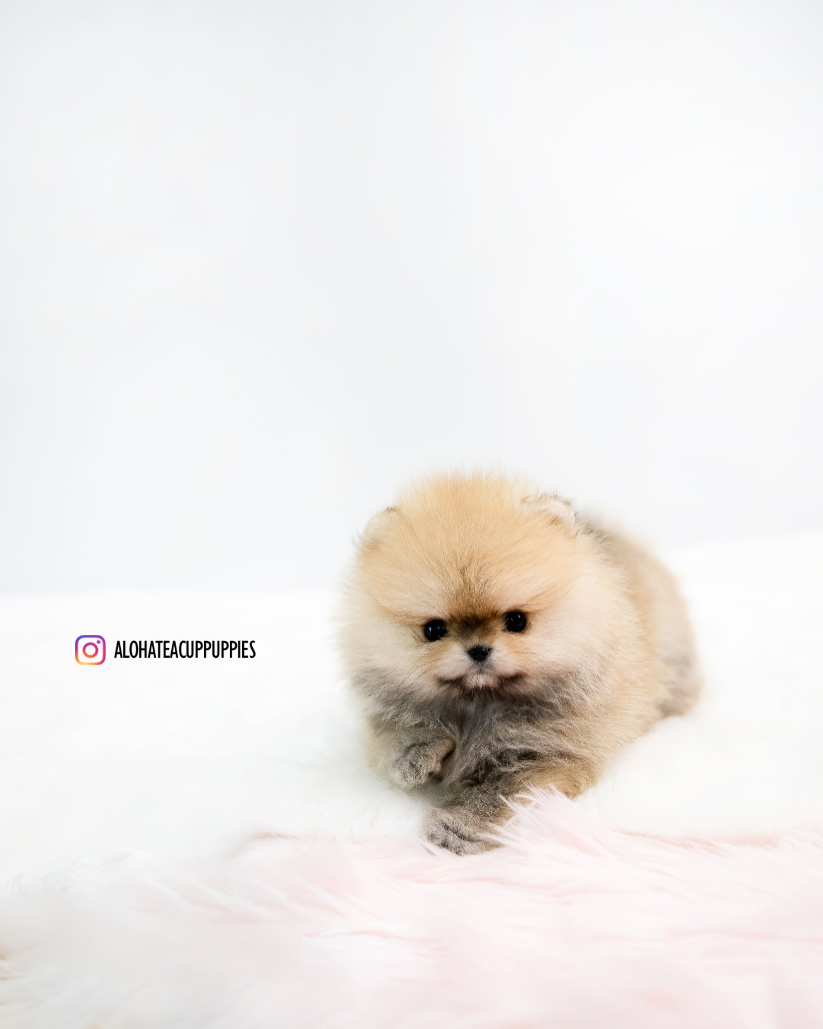 Phoebe [POMERANIA TAZA DE TÉ]