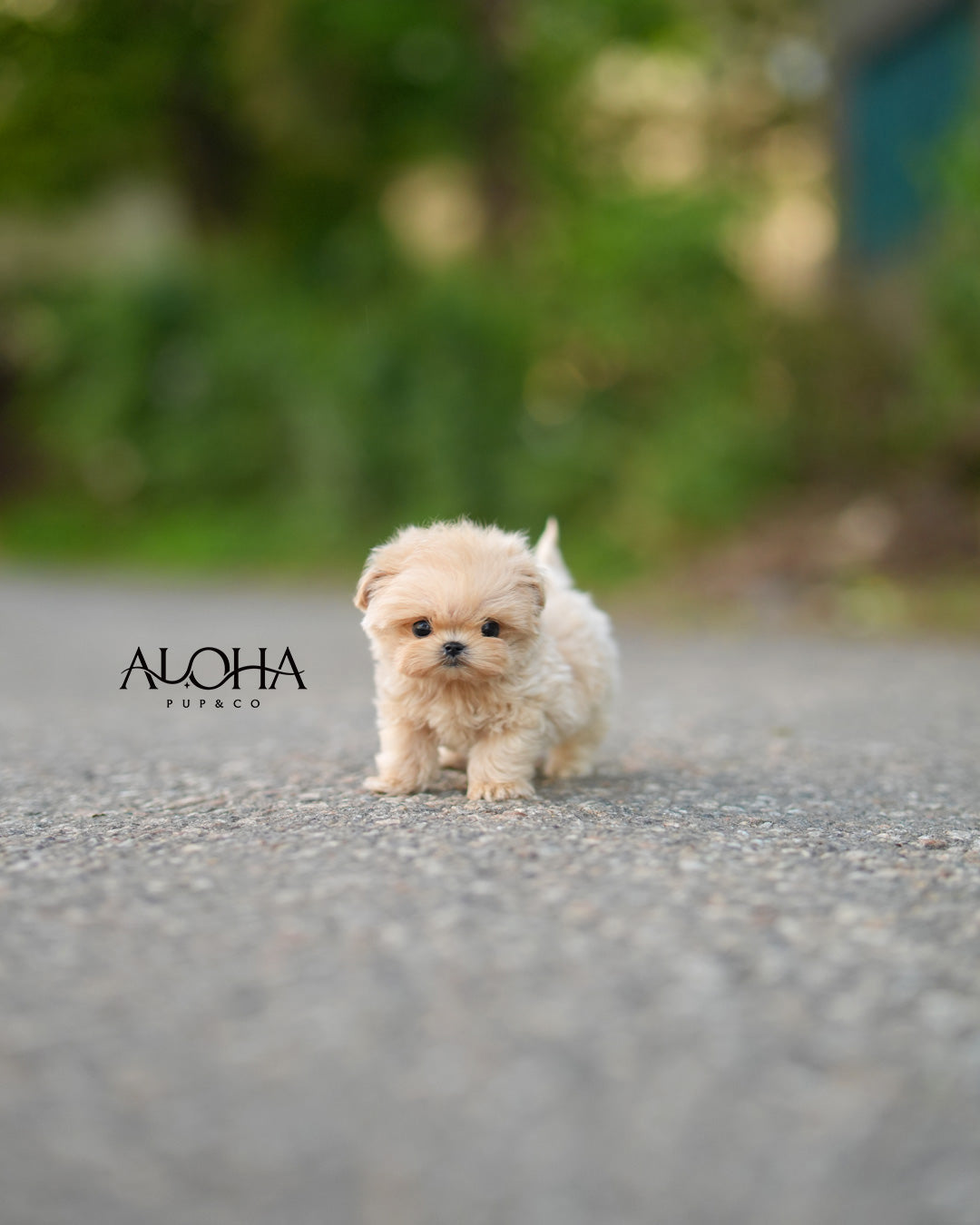 Romy [MALTIPOO TOY]