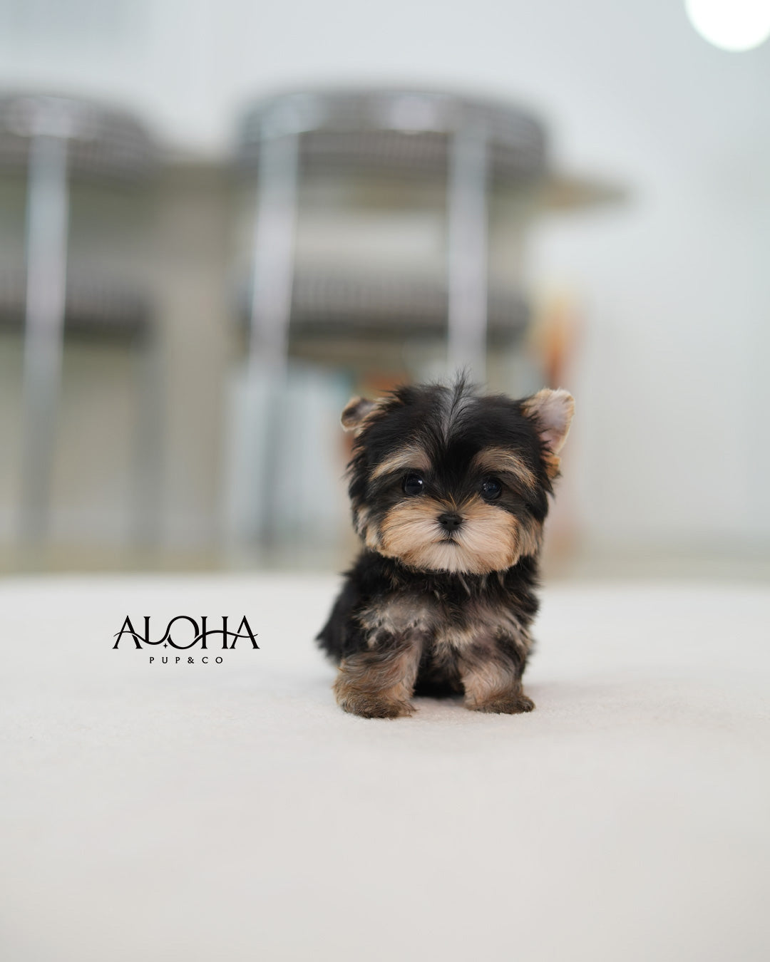 Laya [Teacup Morkie]