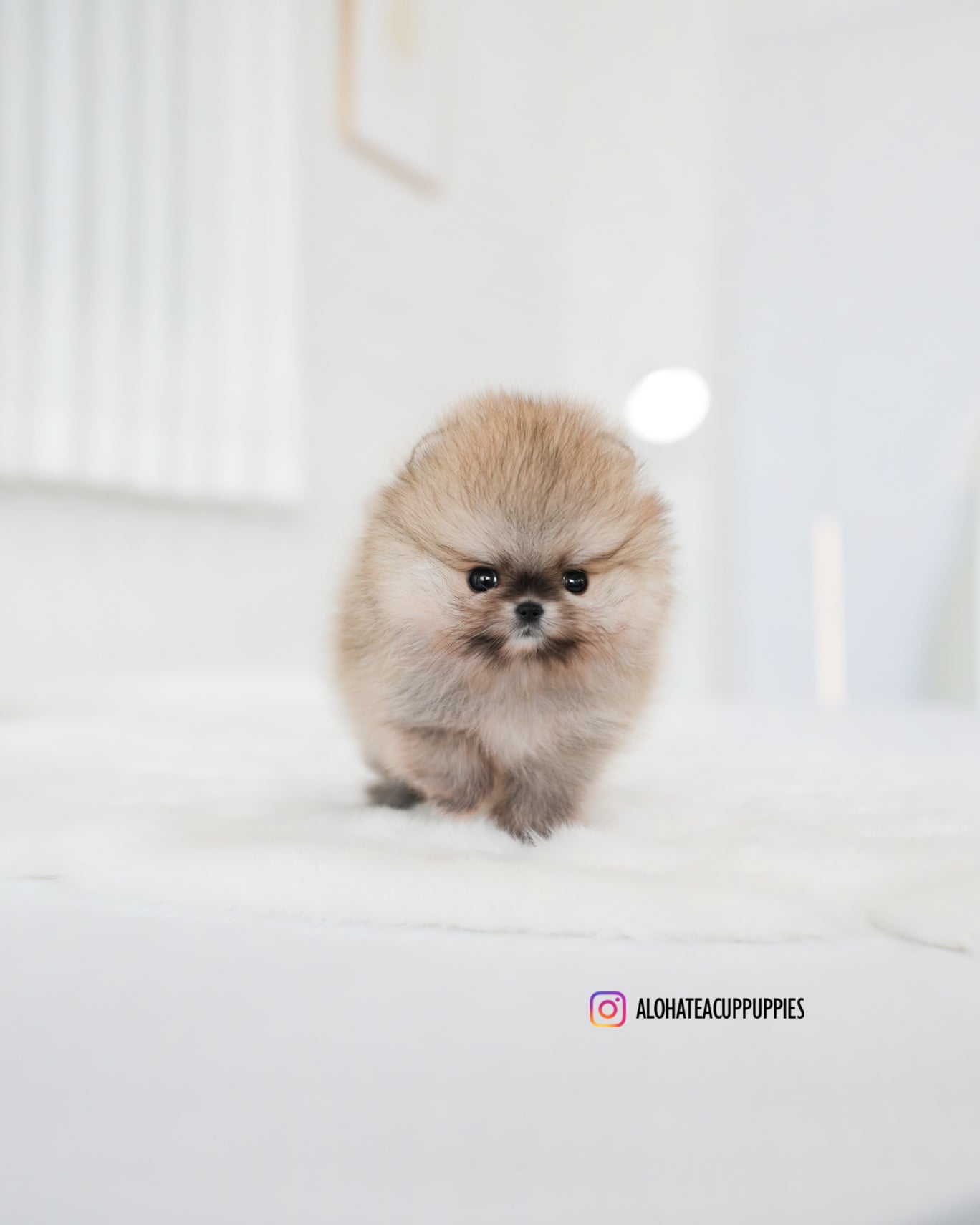 提拉米苏 [茶杯博美犬]