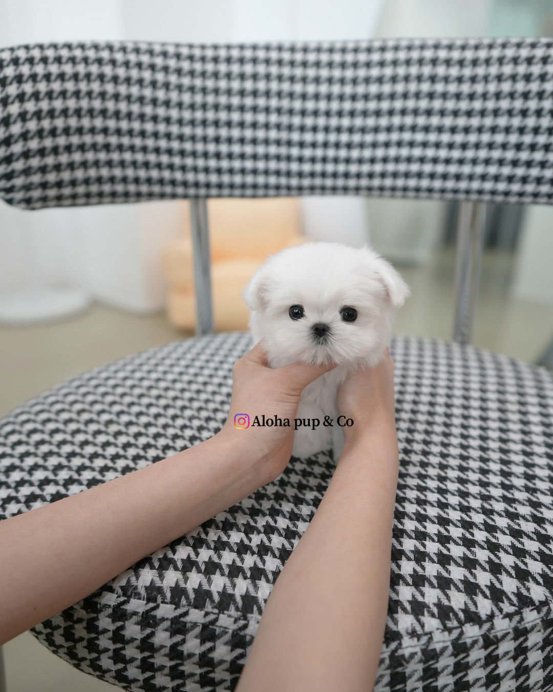 Lumi [TEACUP MALTESE]