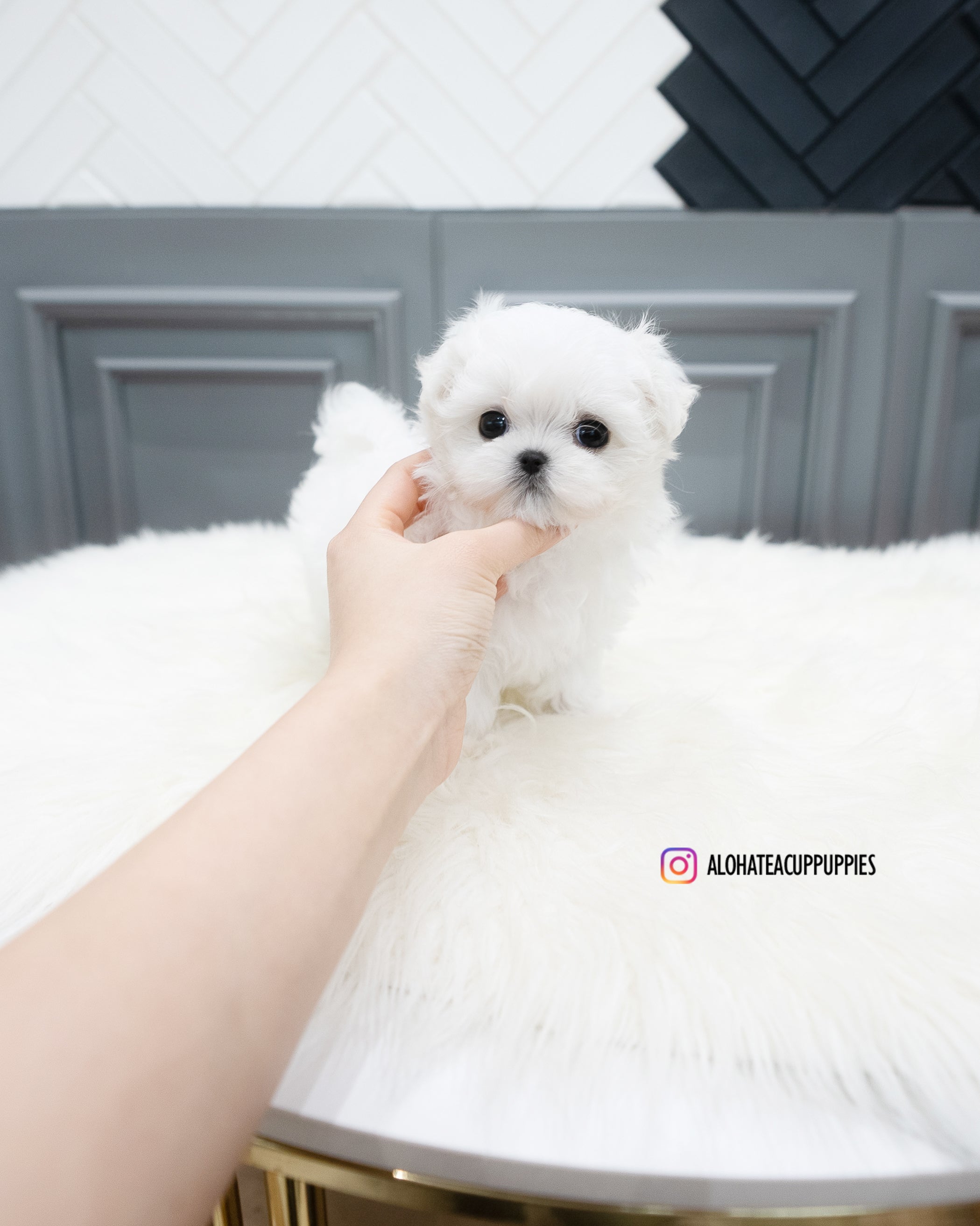 Somi [TEACUP MALTESE]