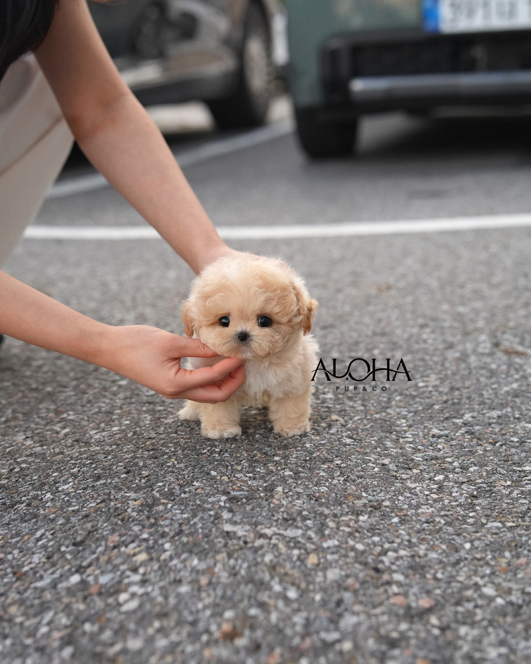 Brick [TEACUP MALTIPOO]