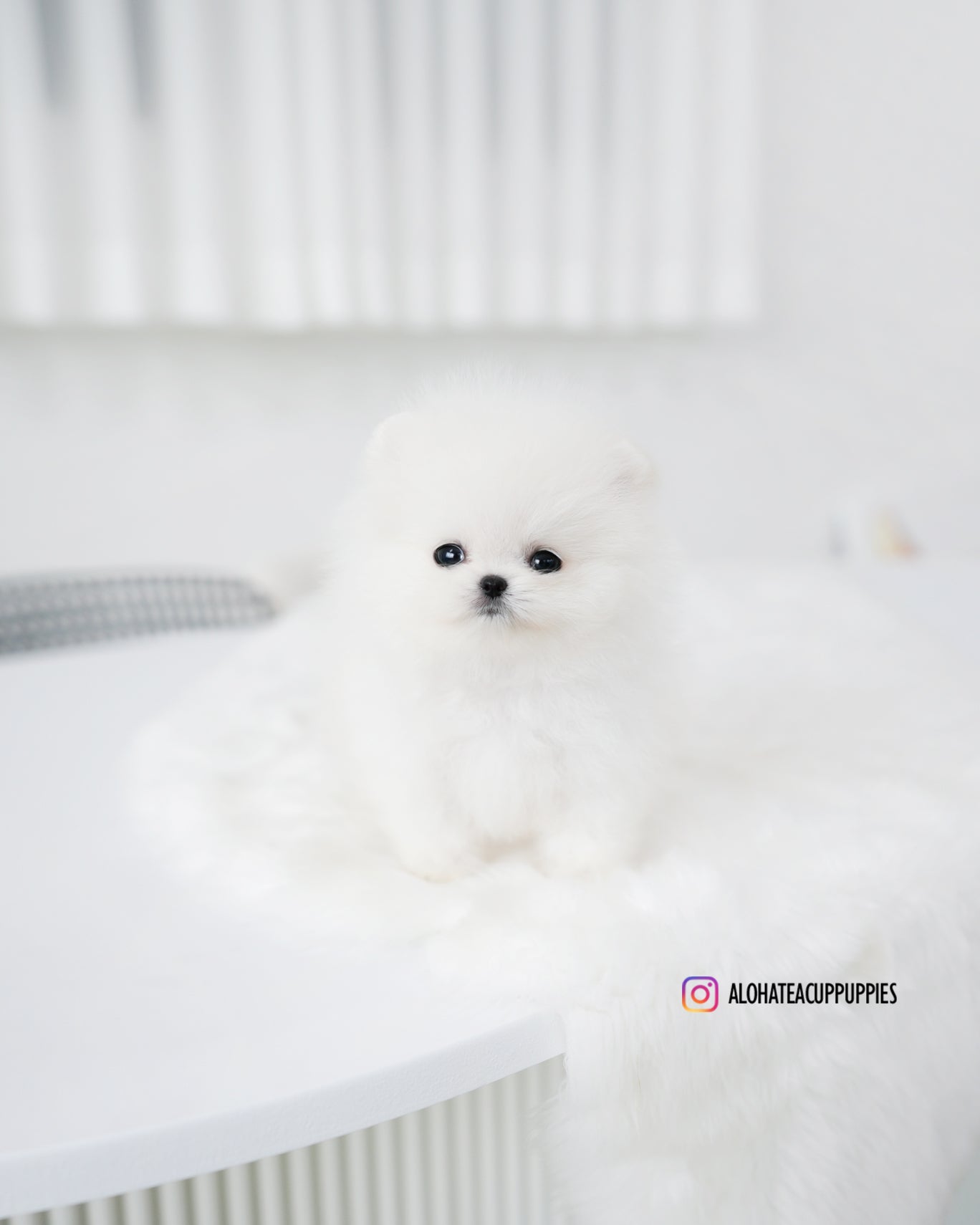 Tom [POMERANIA TIPO TAZA DE TÉ]