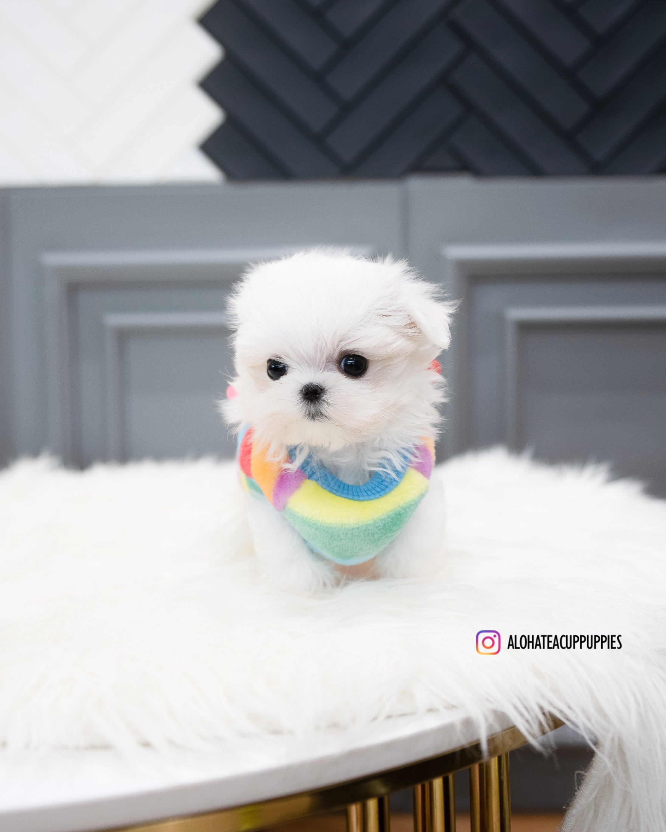 Rosie [TEACUP MALTESE]