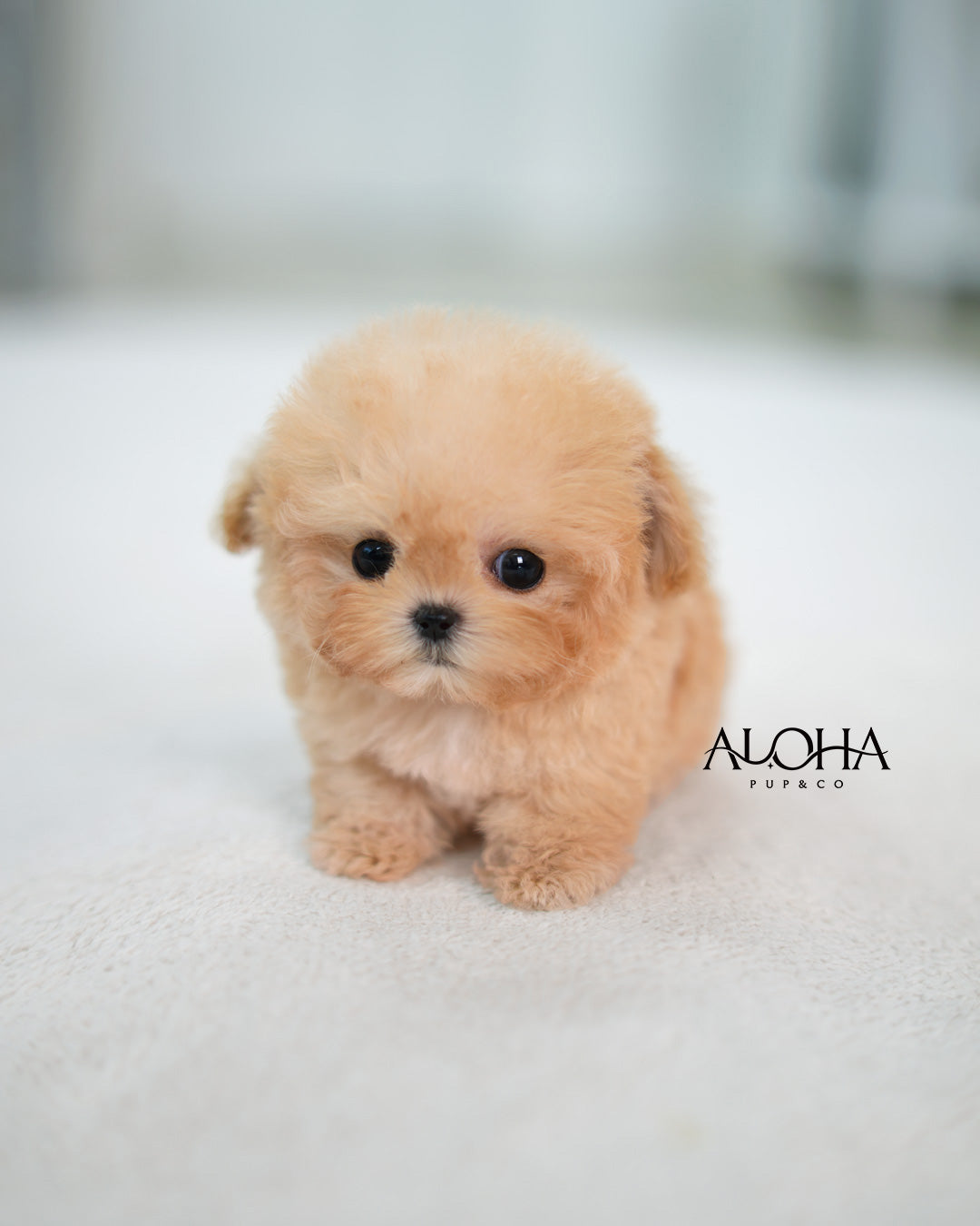 Tiffany [TEACUP MALTIPOO]