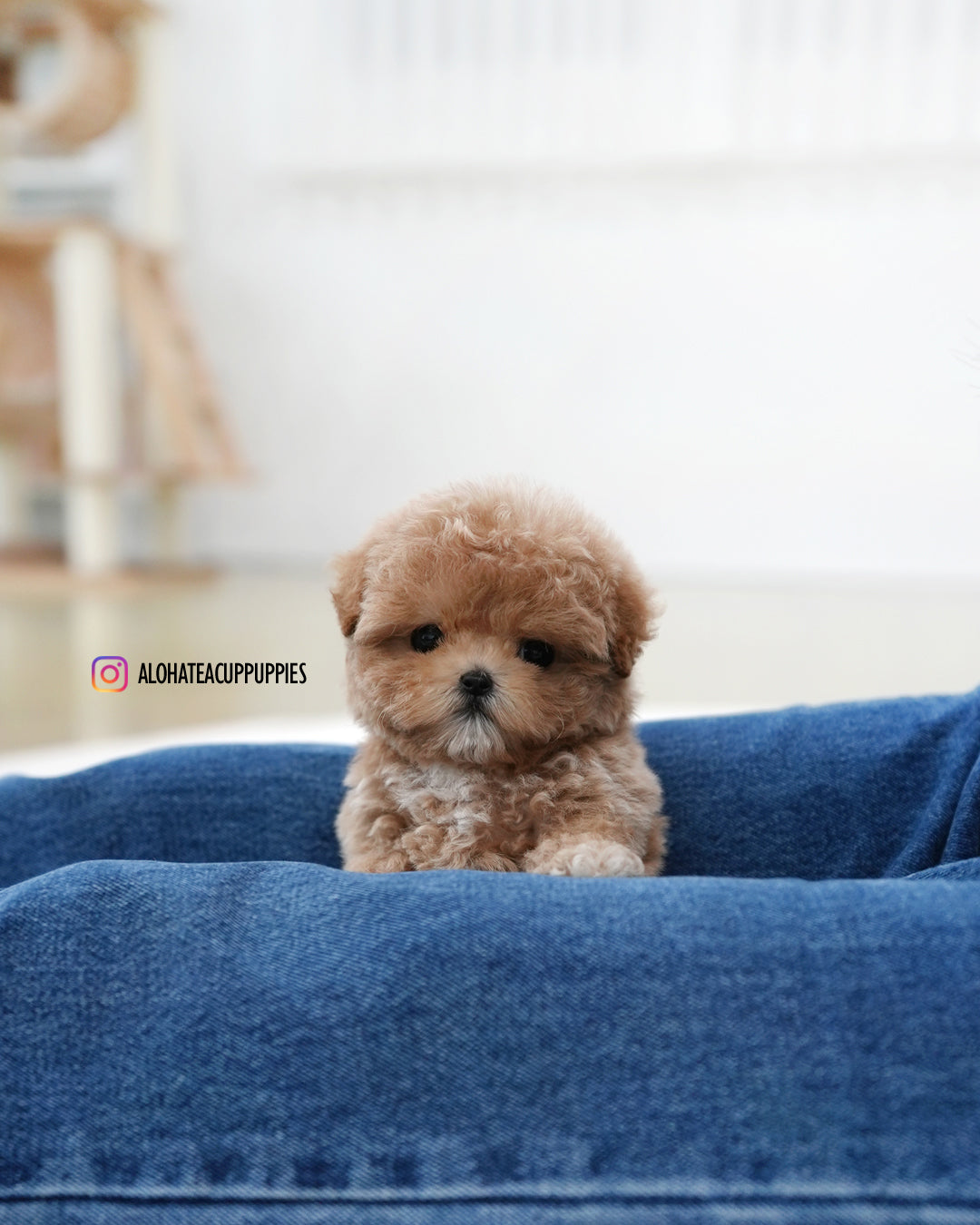 Toto [TEACUP MALTIPOO]