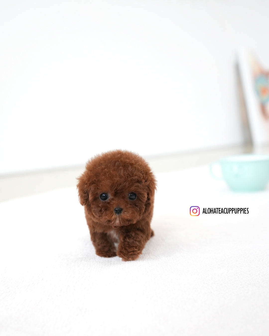 Bree [TEACUP POODLE]