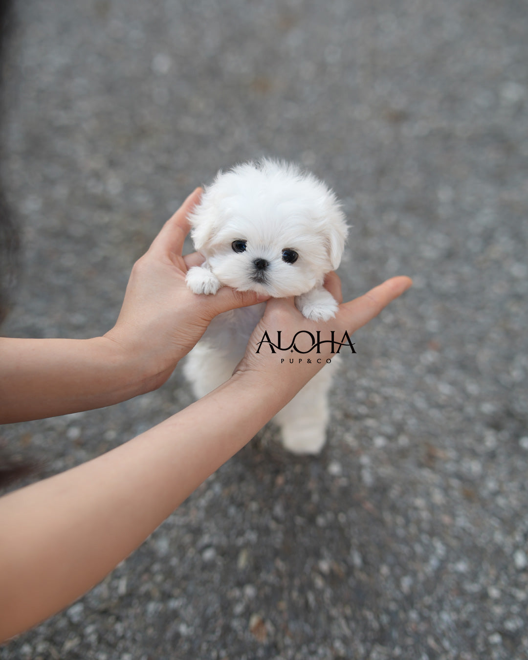 Poe [TEACUP Maltese]