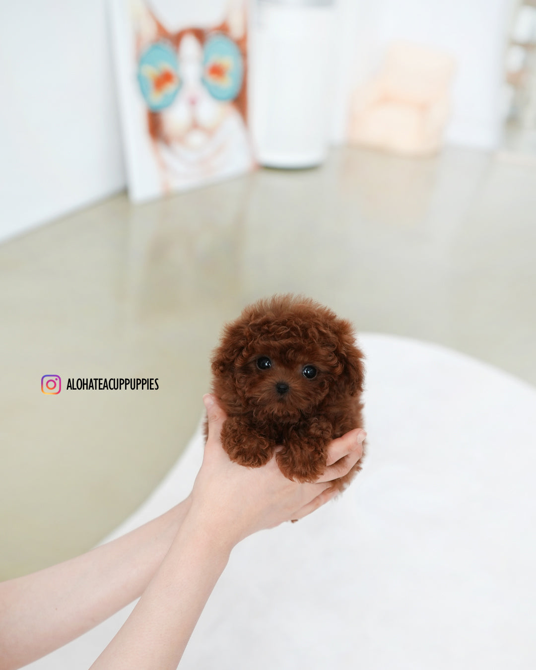 Cindy [TEACUP POODLE]