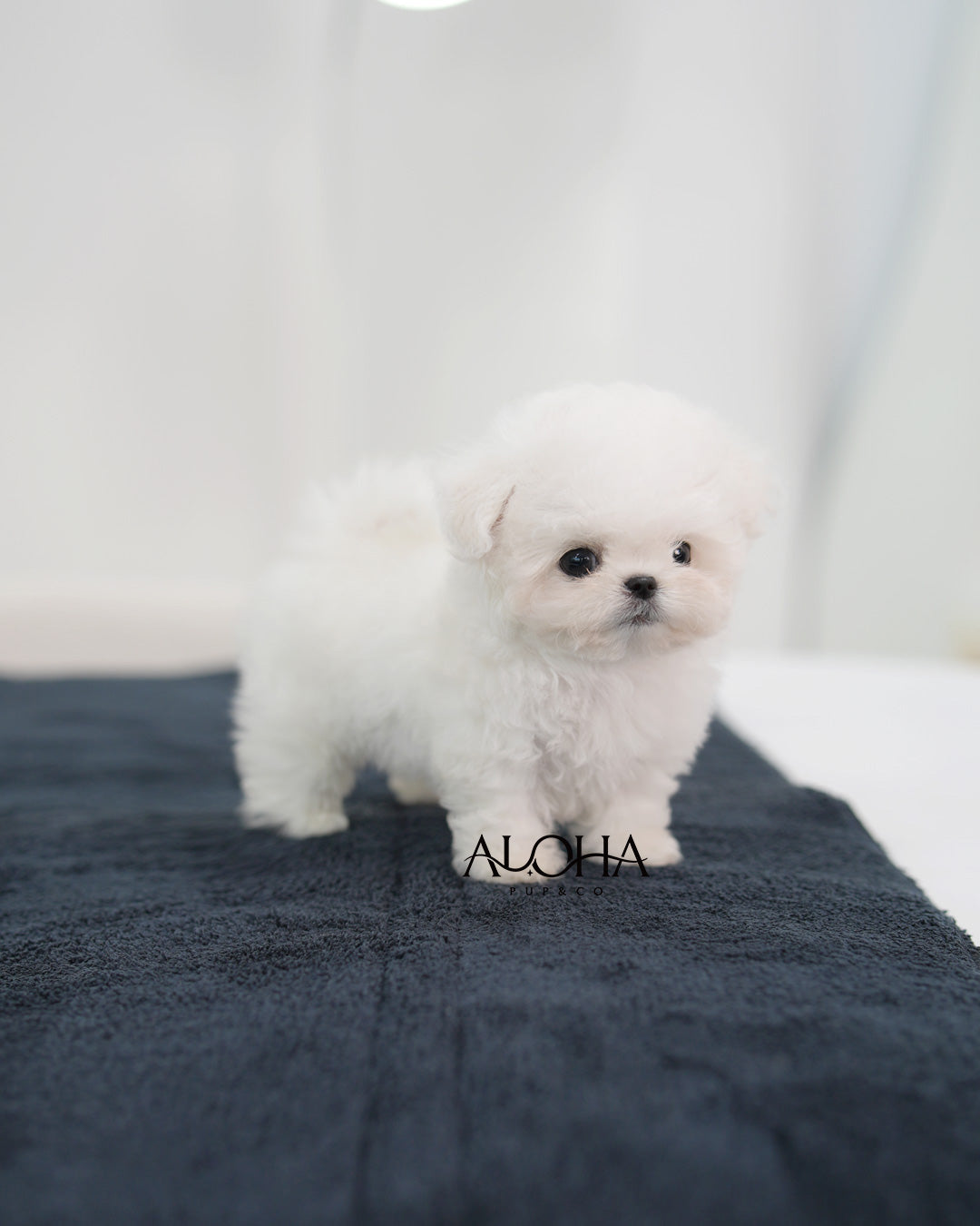 Blue [TEACUP BICHON Frise]
