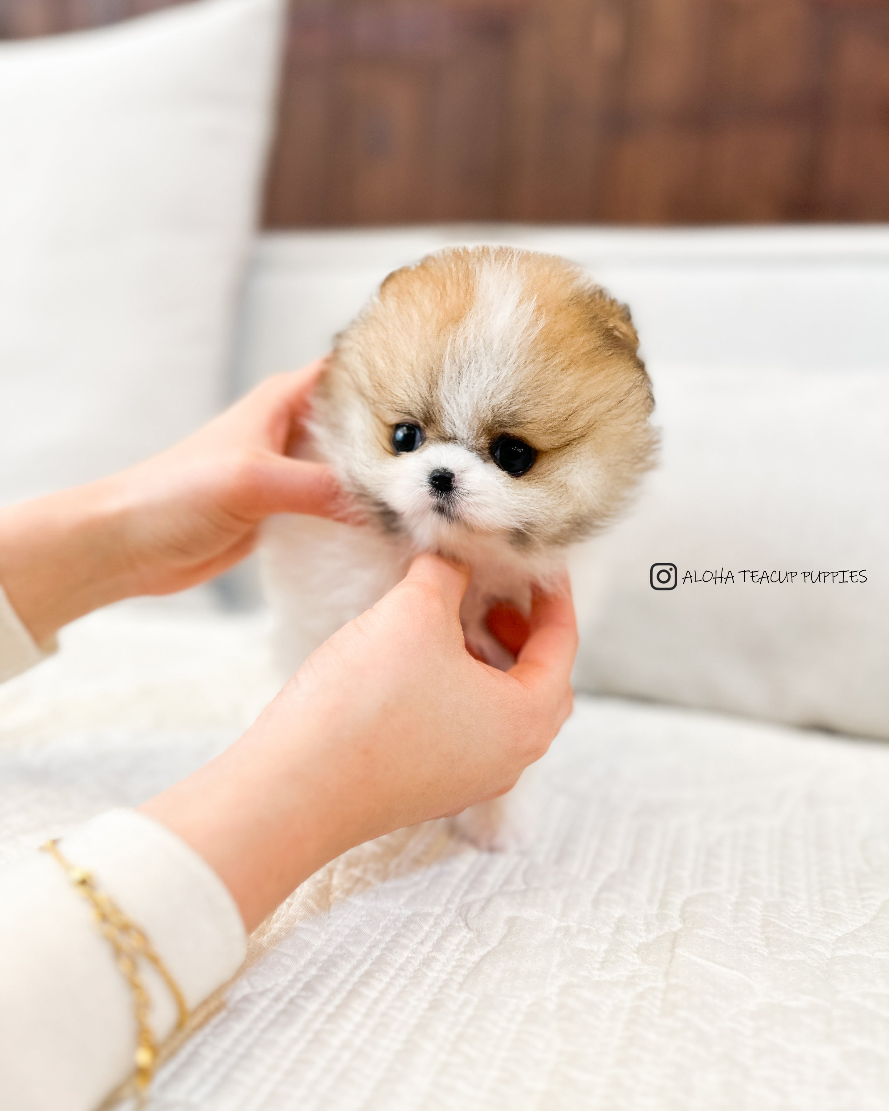 罗宾 [茶杯博美犬]