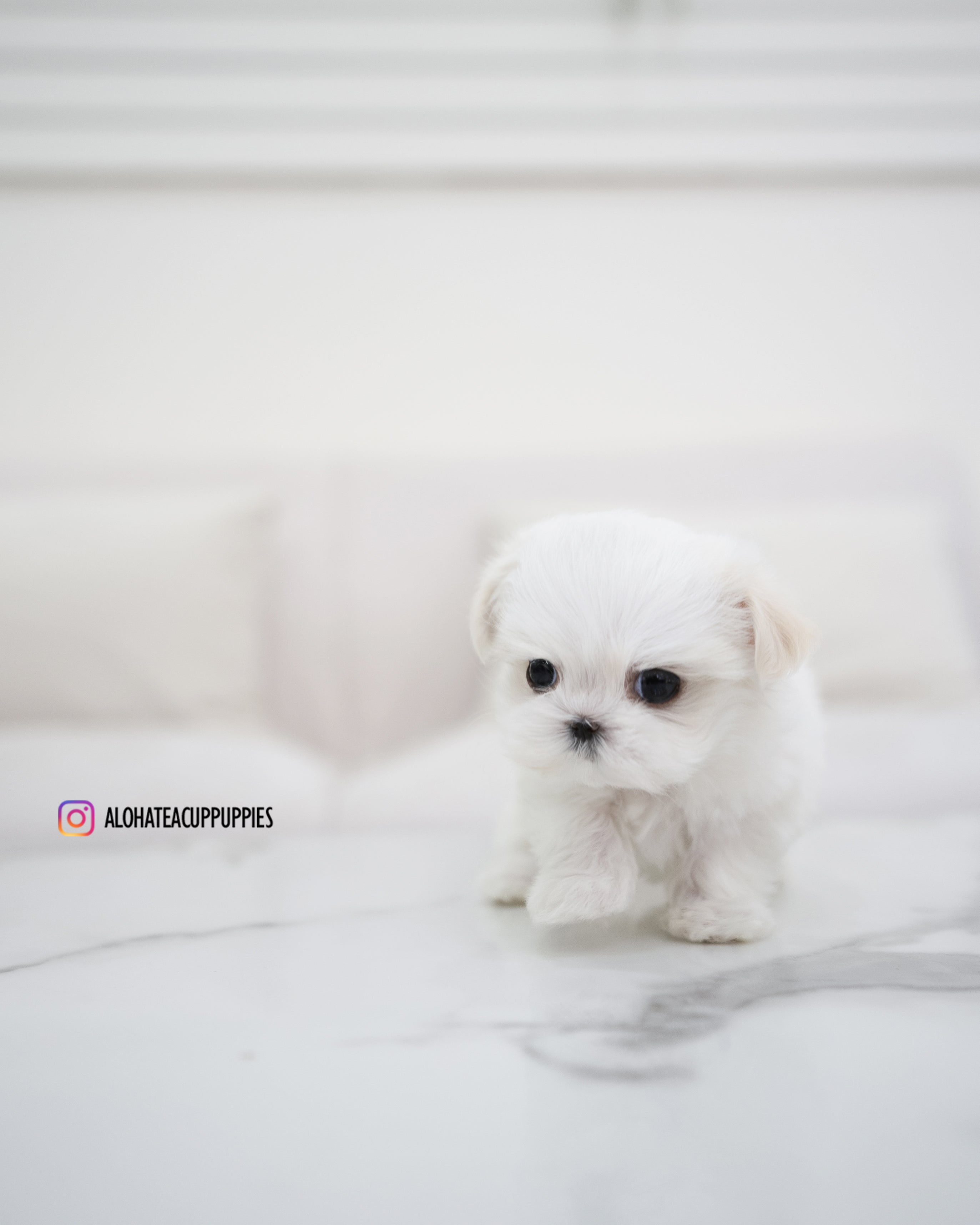 Ivy [TEACUP MALTESE]