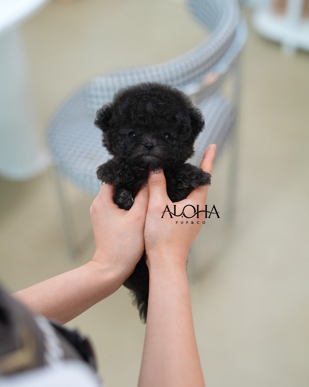 Nana [TEACUP POODLE]