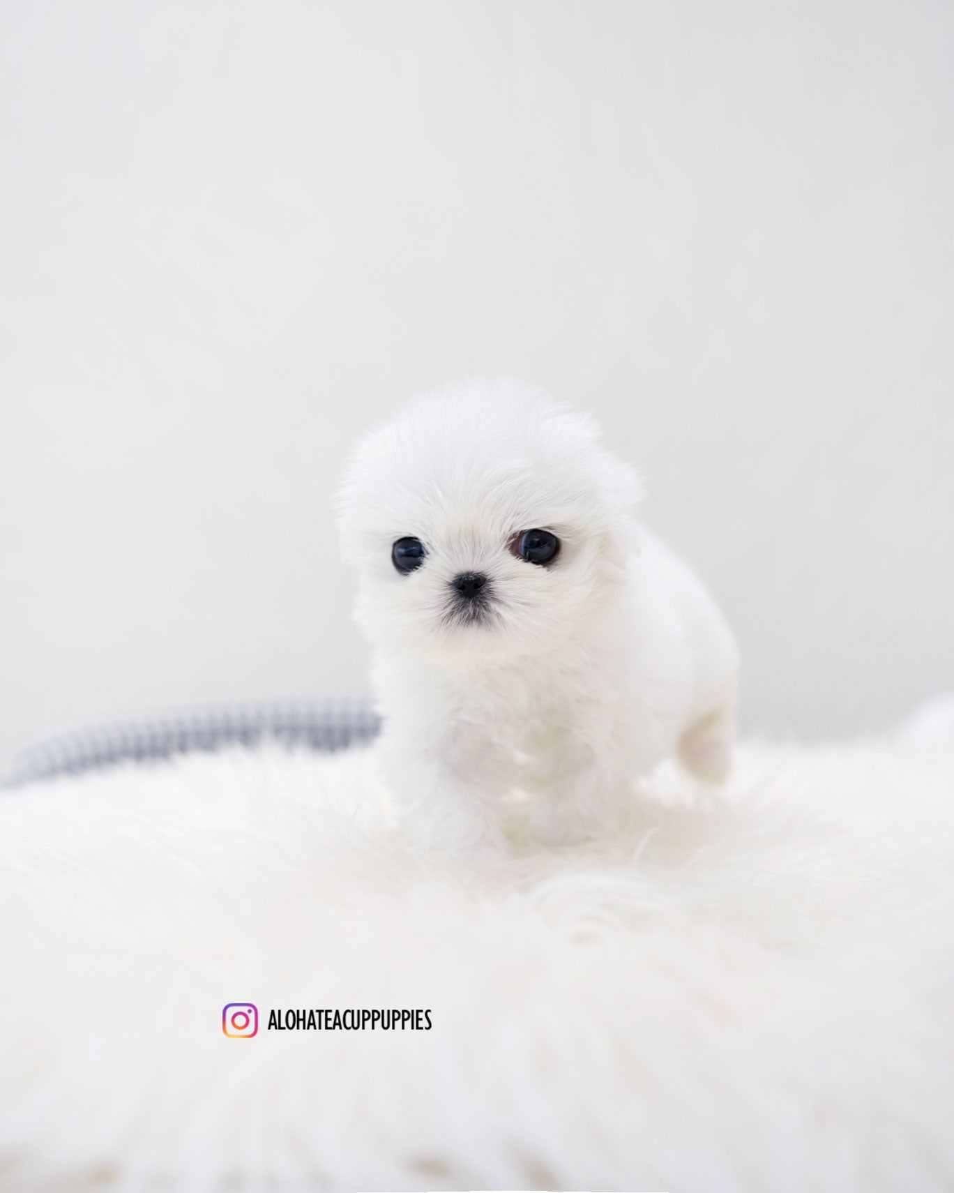Ria [TEACUP MALTESE]