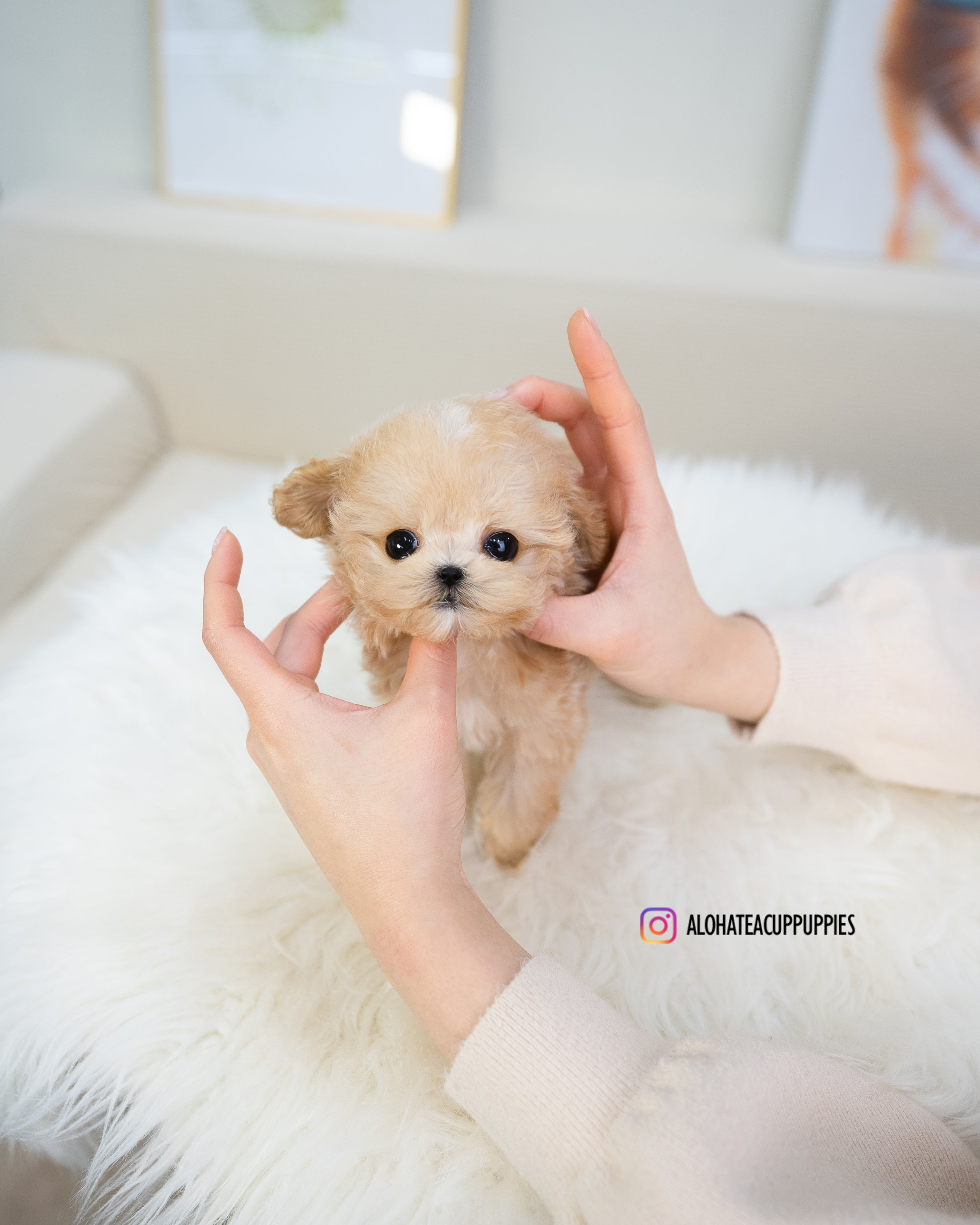 Gucci [TEACUP MALTIPOO]