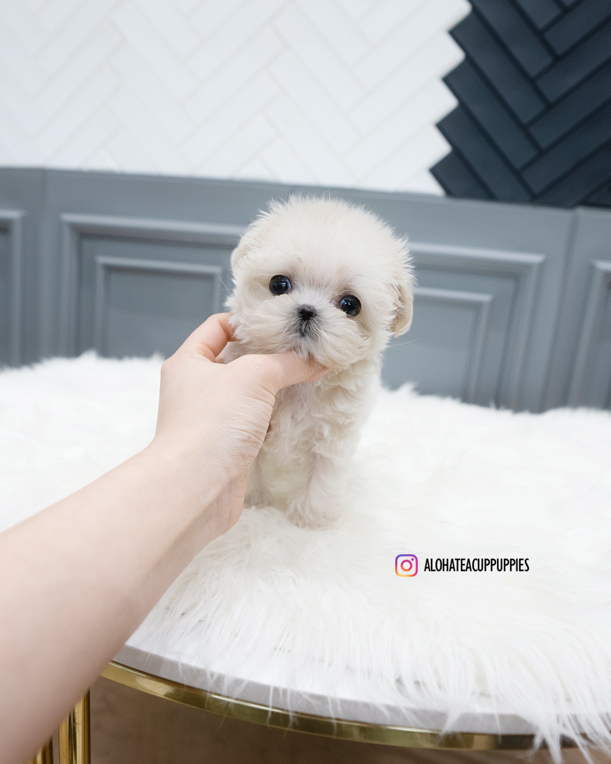 Zara [TEACUP MALTIPOO]