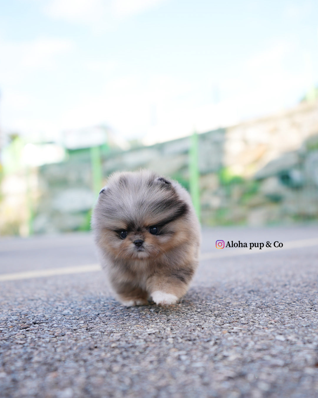 Luc [POMERANIA TAZA DE TÉ]
