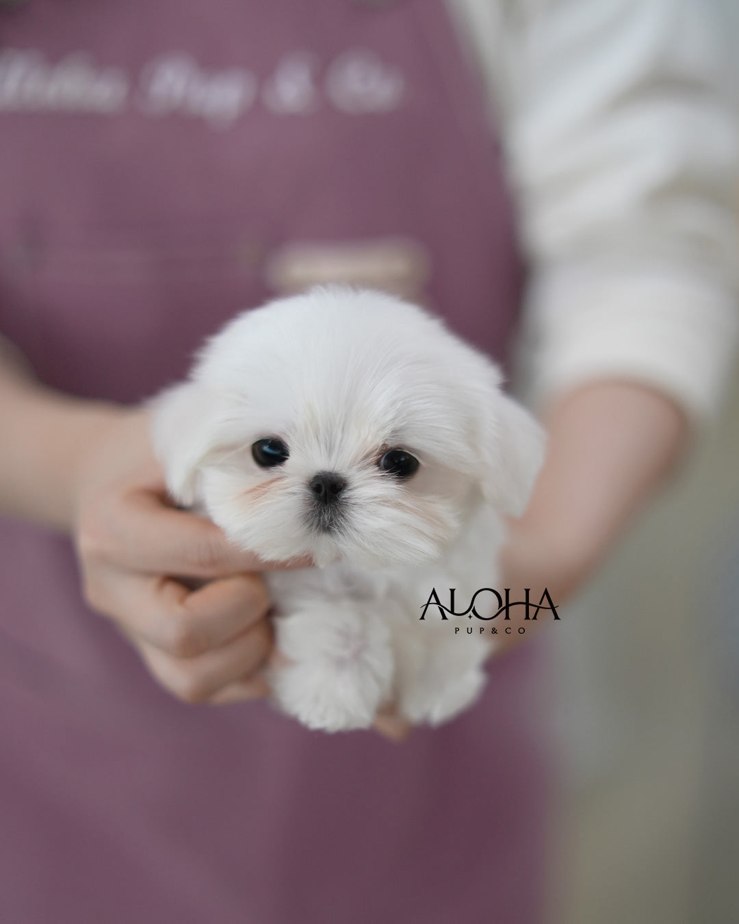 Boby [TEACUP Maltese]