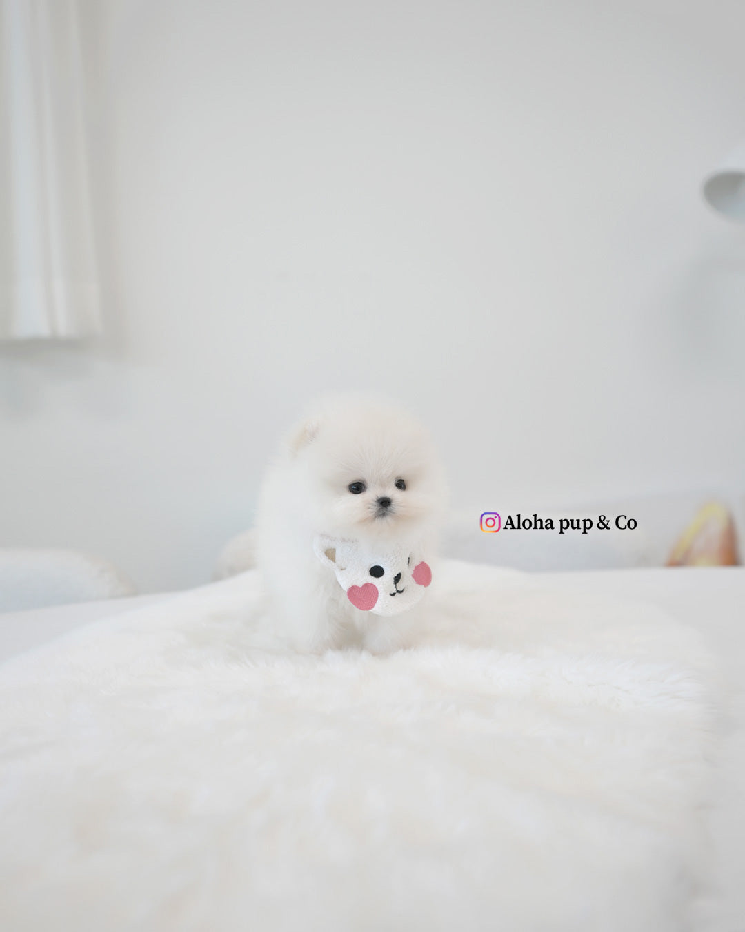 Emily [POMERANIA TAZA DE TÉ]