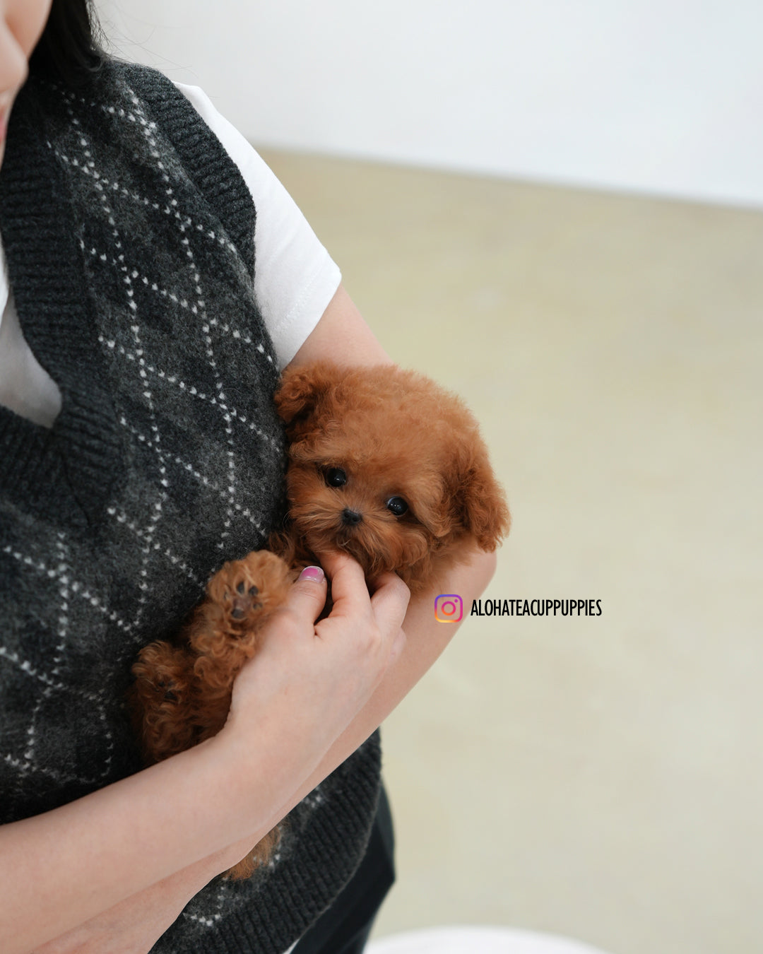Sora [TEACUP POODLE]