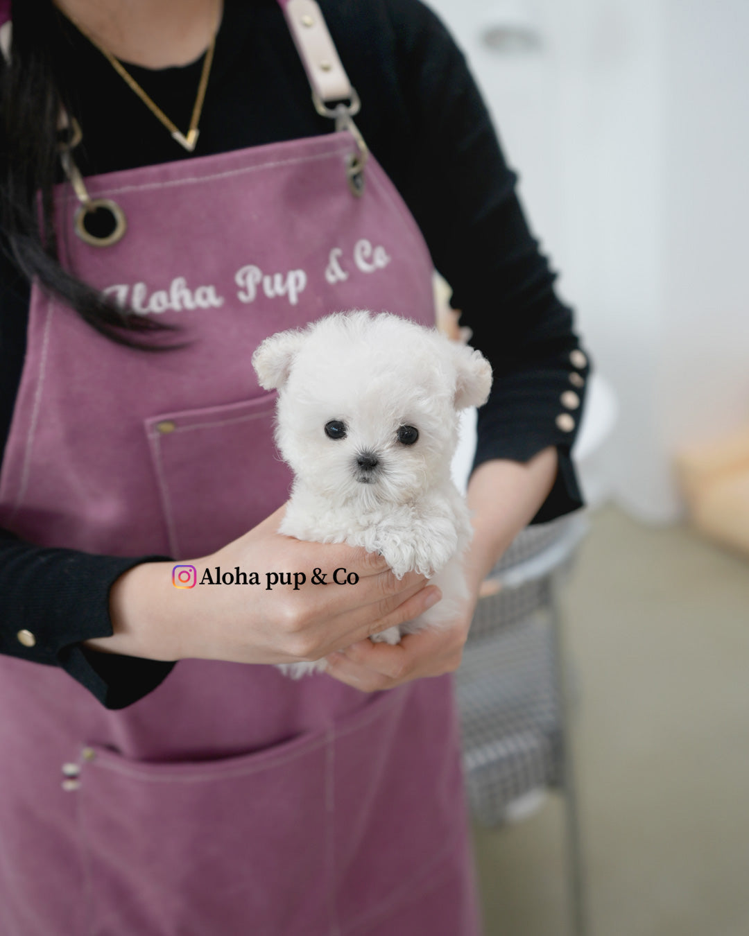 Mori [TEACUP POODLE]