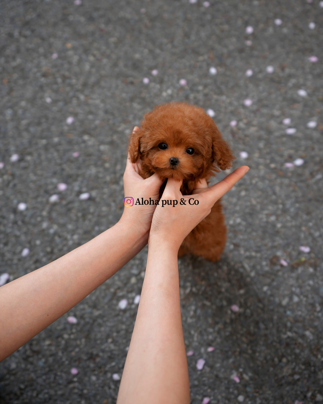 Jed [TEACUP POODLE]