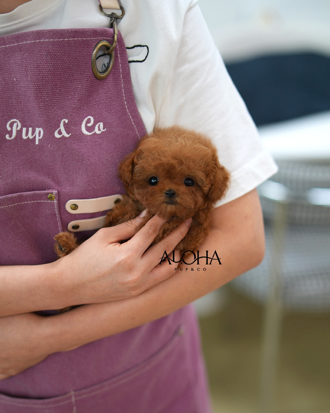 Dean [TEACUP POODLE]