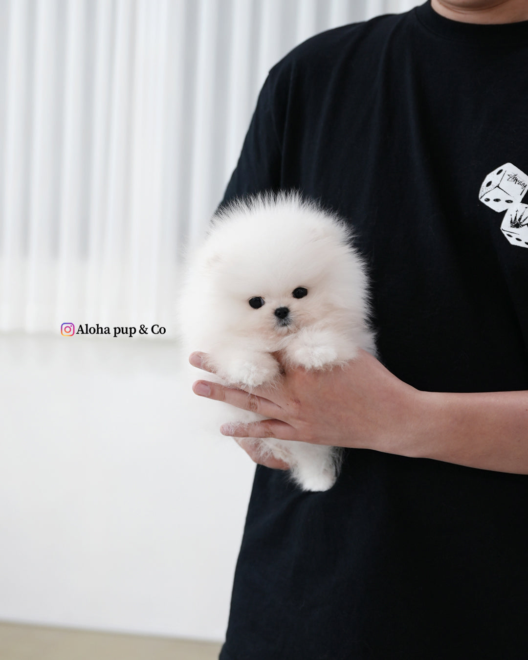 Fiel [POMERANIA TAZA DE TÉ]