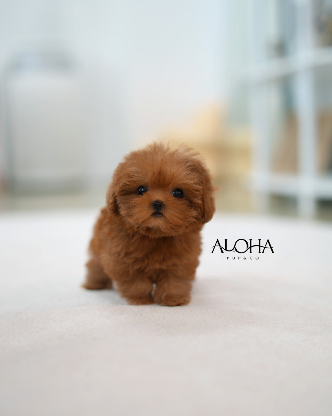Lizzy [TEACUP MALTIPOO]