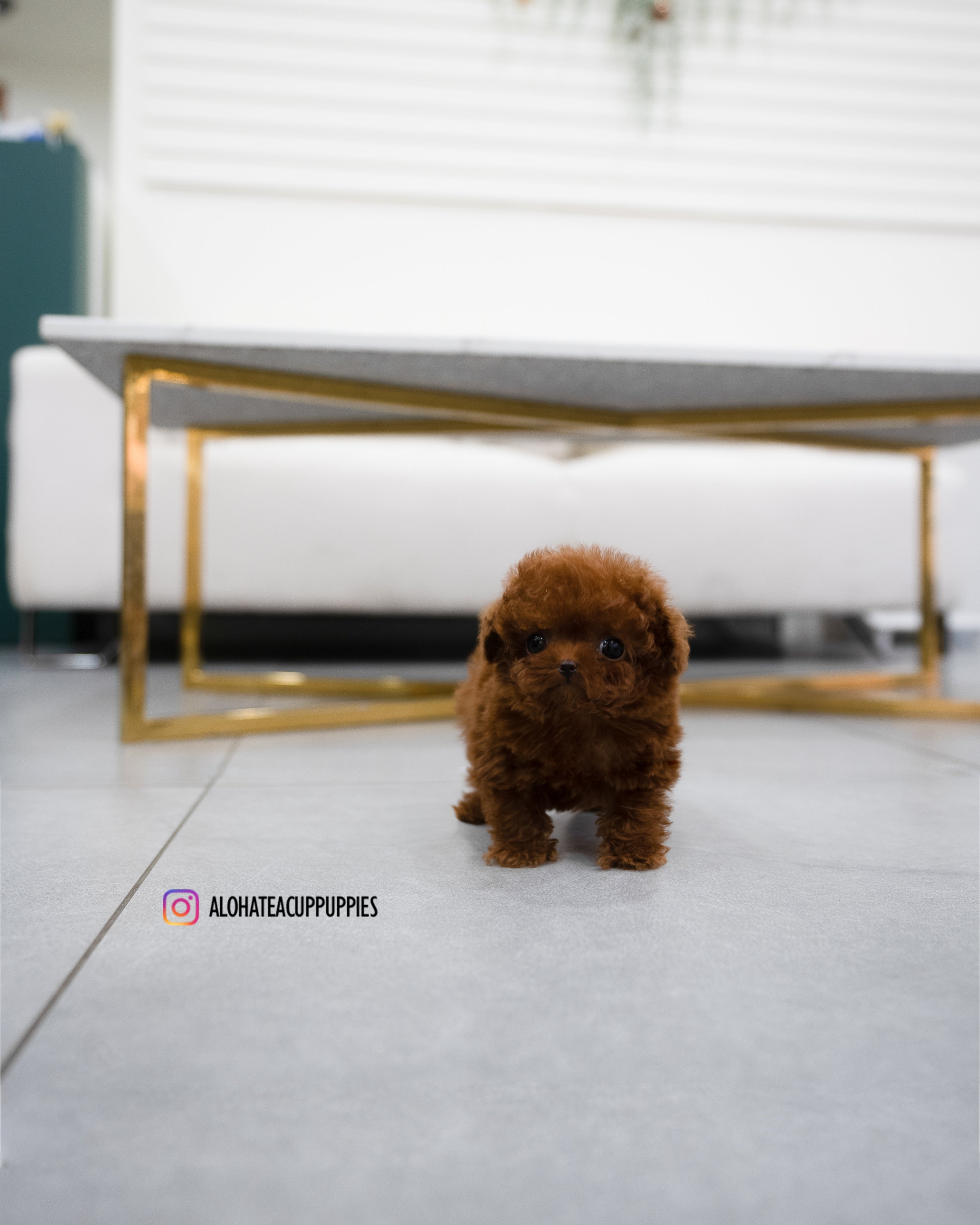 Aria [Tiny POODLE]