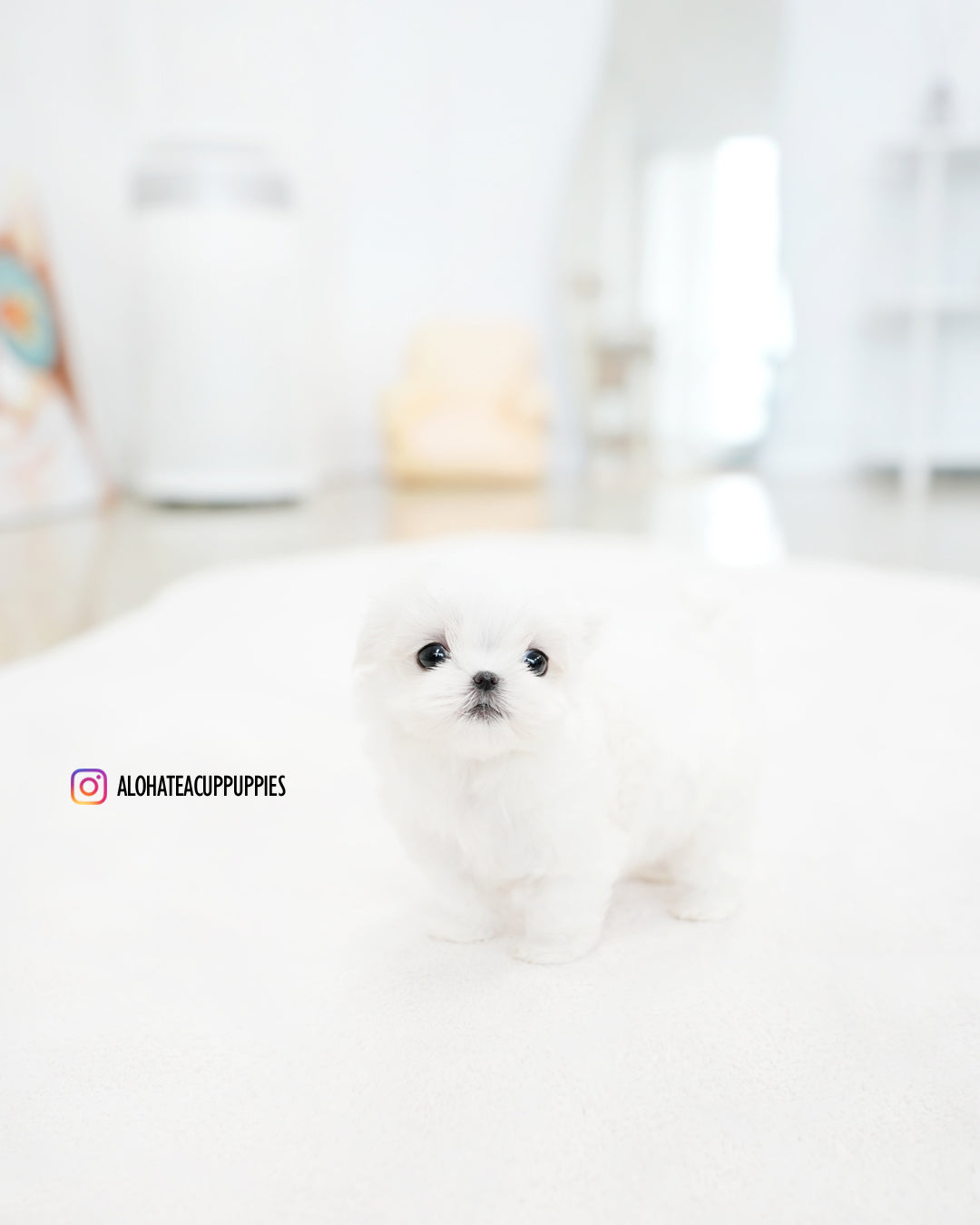 Cody [TEACUP MALTESE]