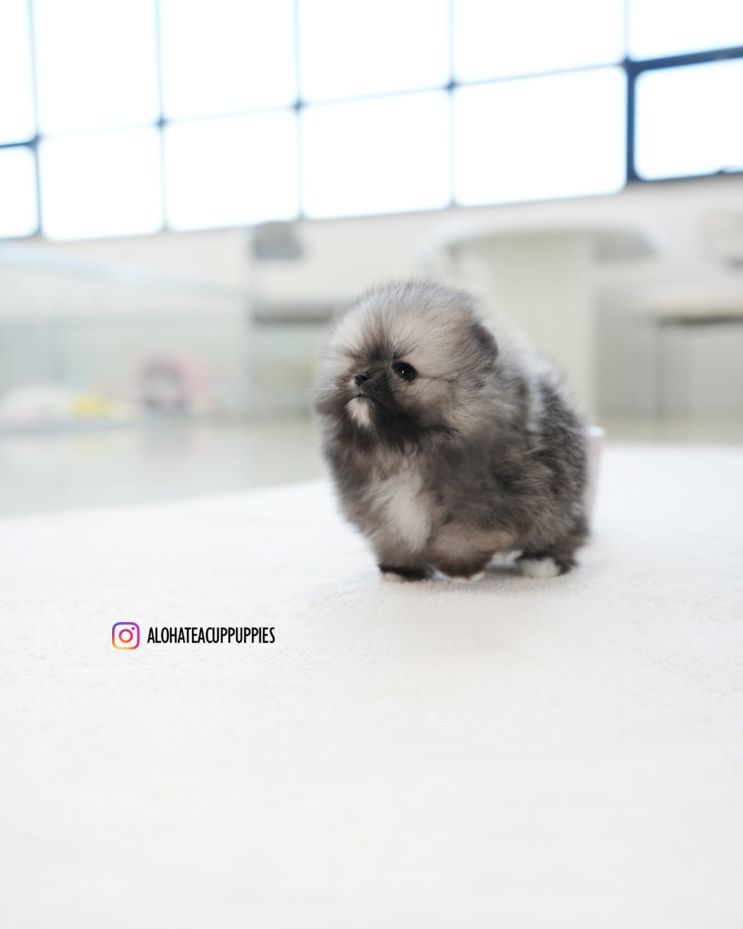 宝格丽 [茶杯博美犬]