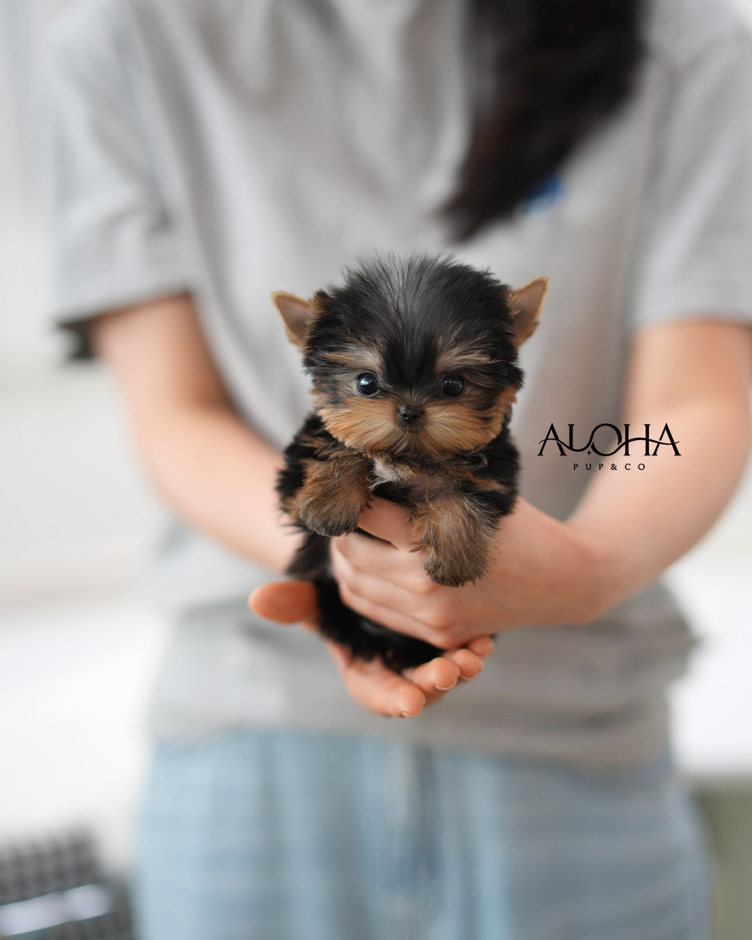 Ken [Teacup Yorkie]