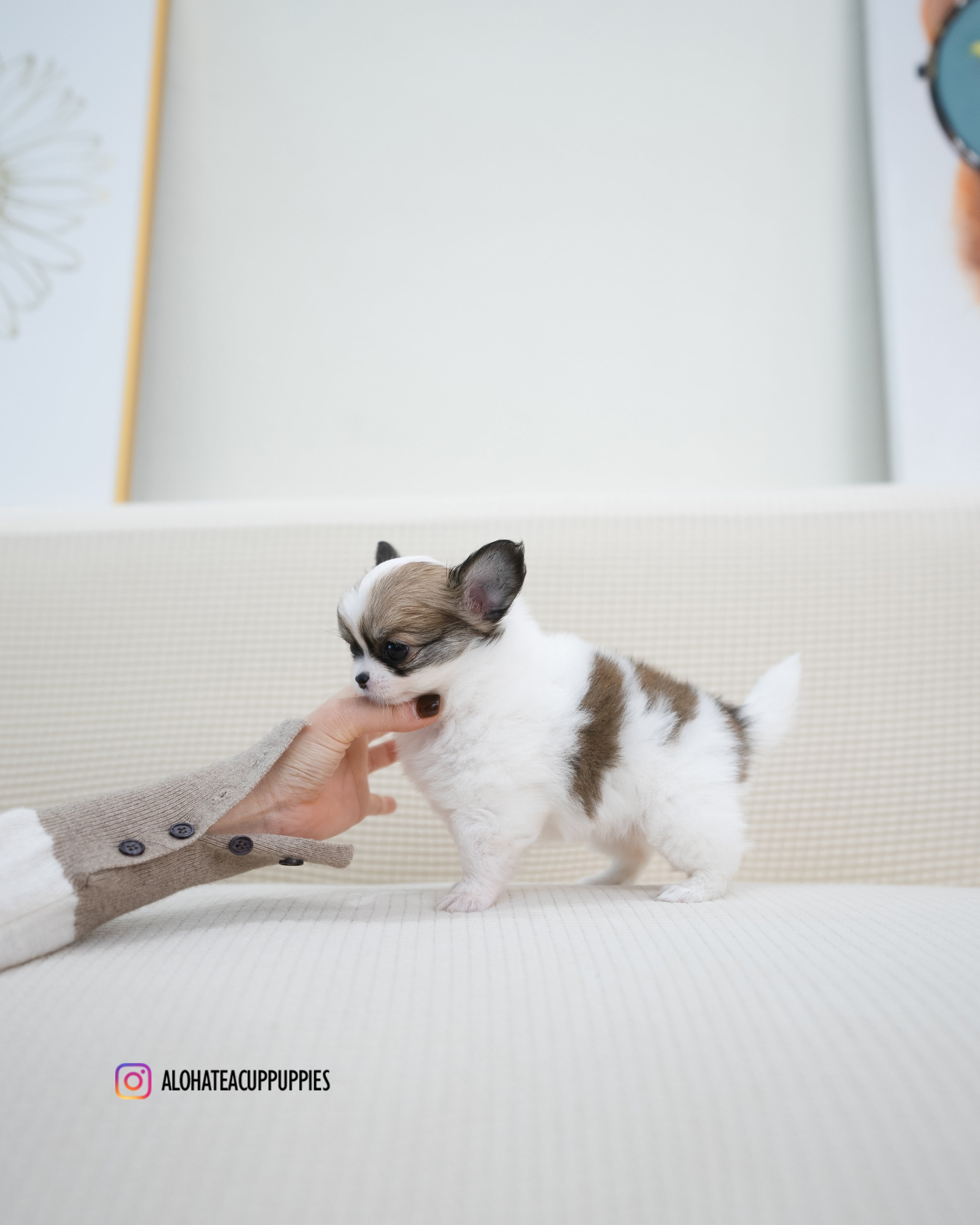 Amy [TEACUP CHIHUAHUA]