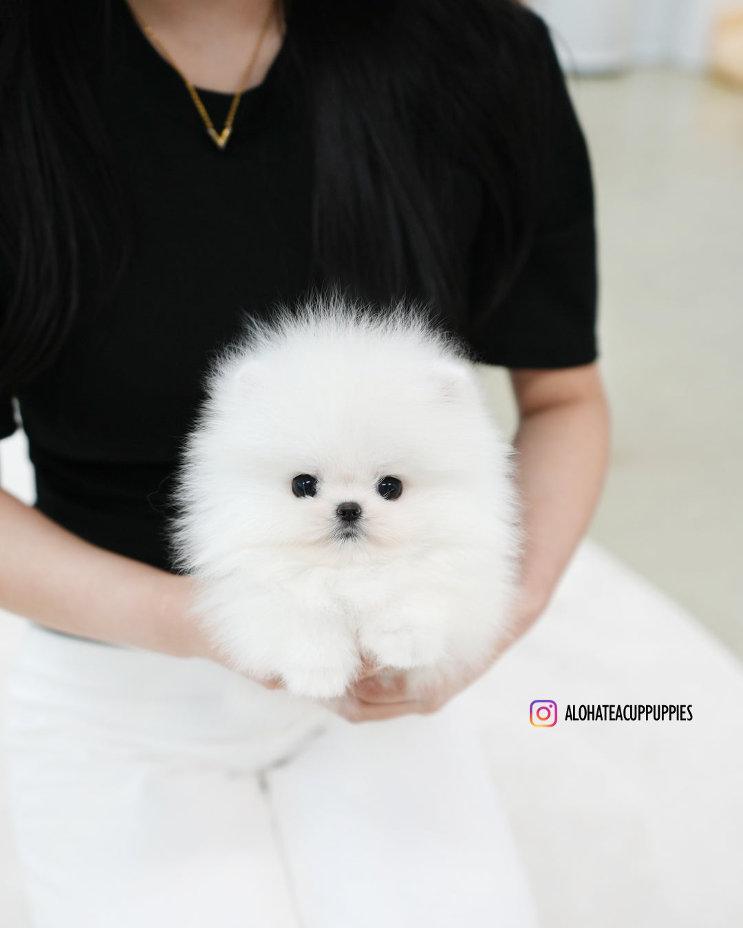 Sienna [POMERANIA TAZA DE TÉ]