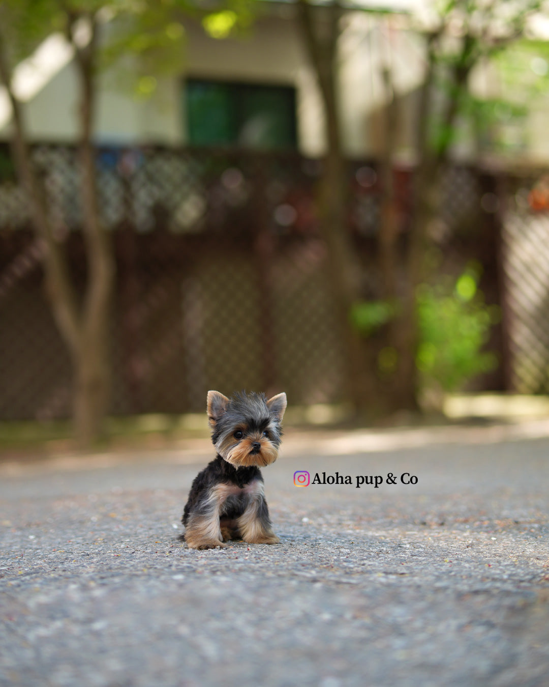Iris [Teacup Yorkie]
