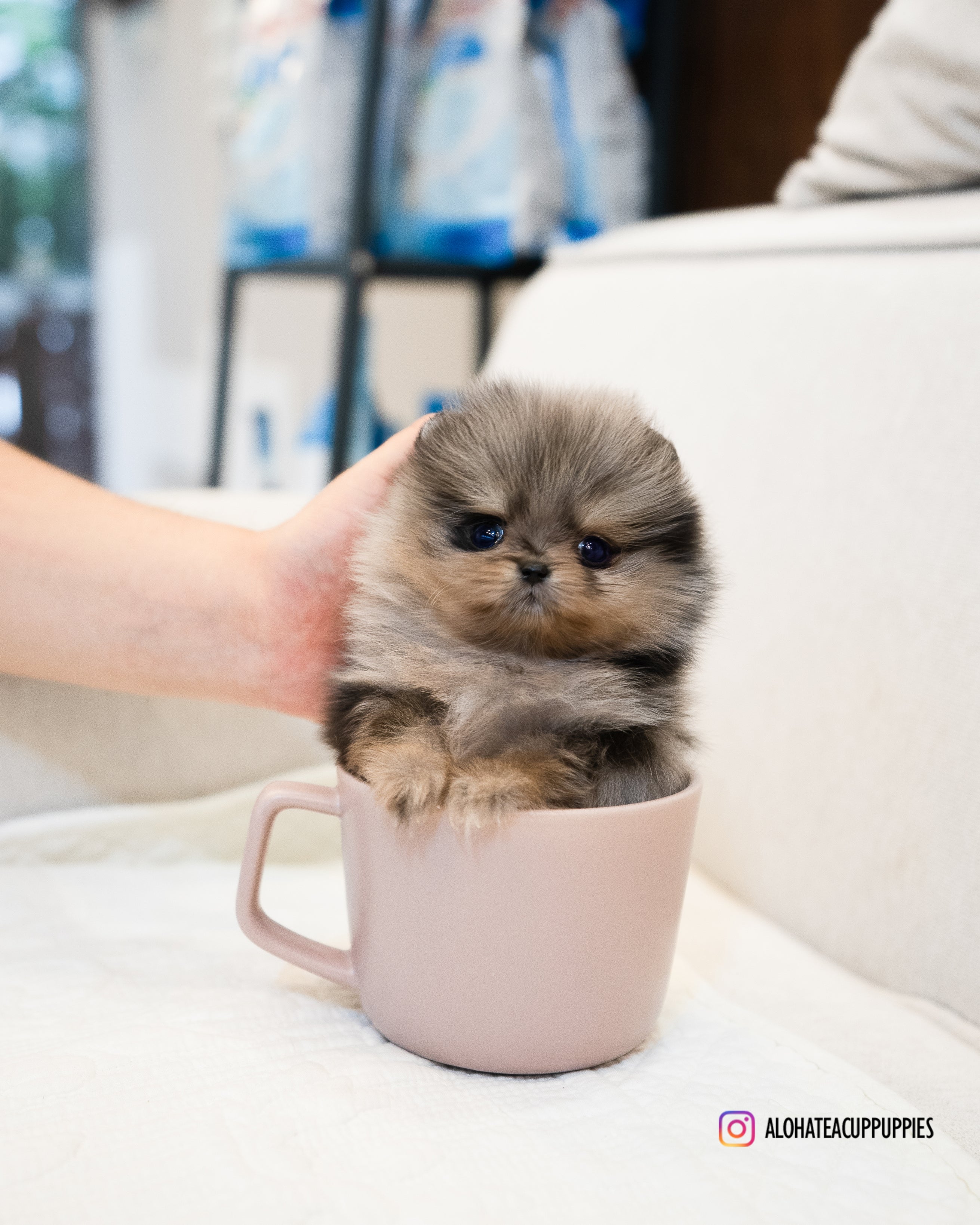 Chris [POMERANIA TAZA DE TÉ]