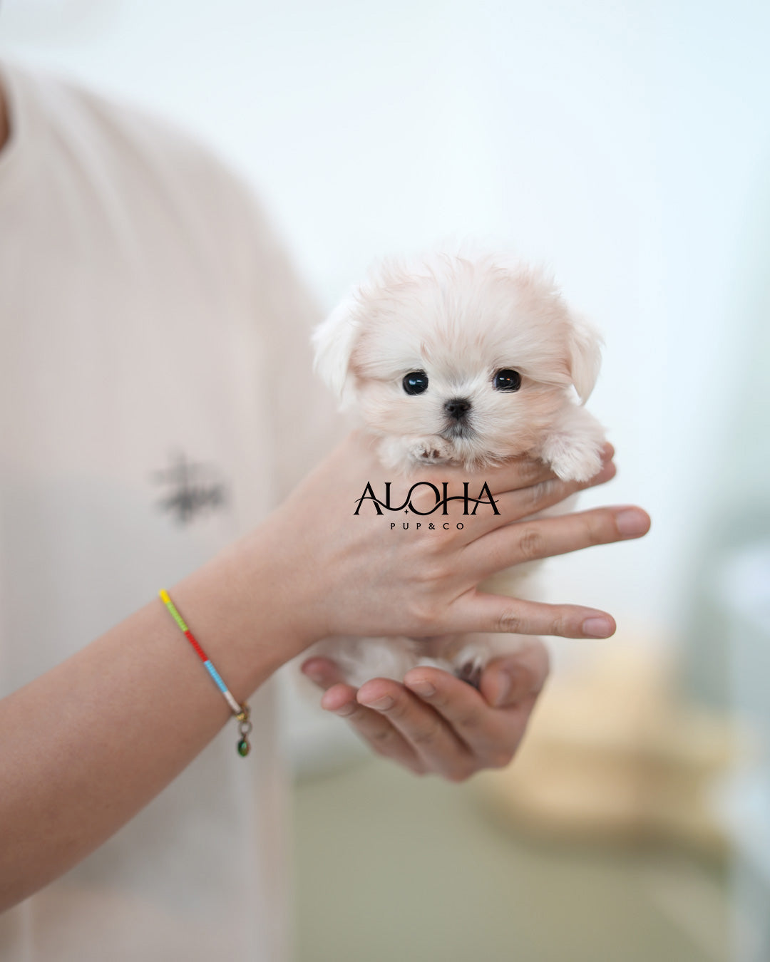 Joel [TEACUP Maltese]