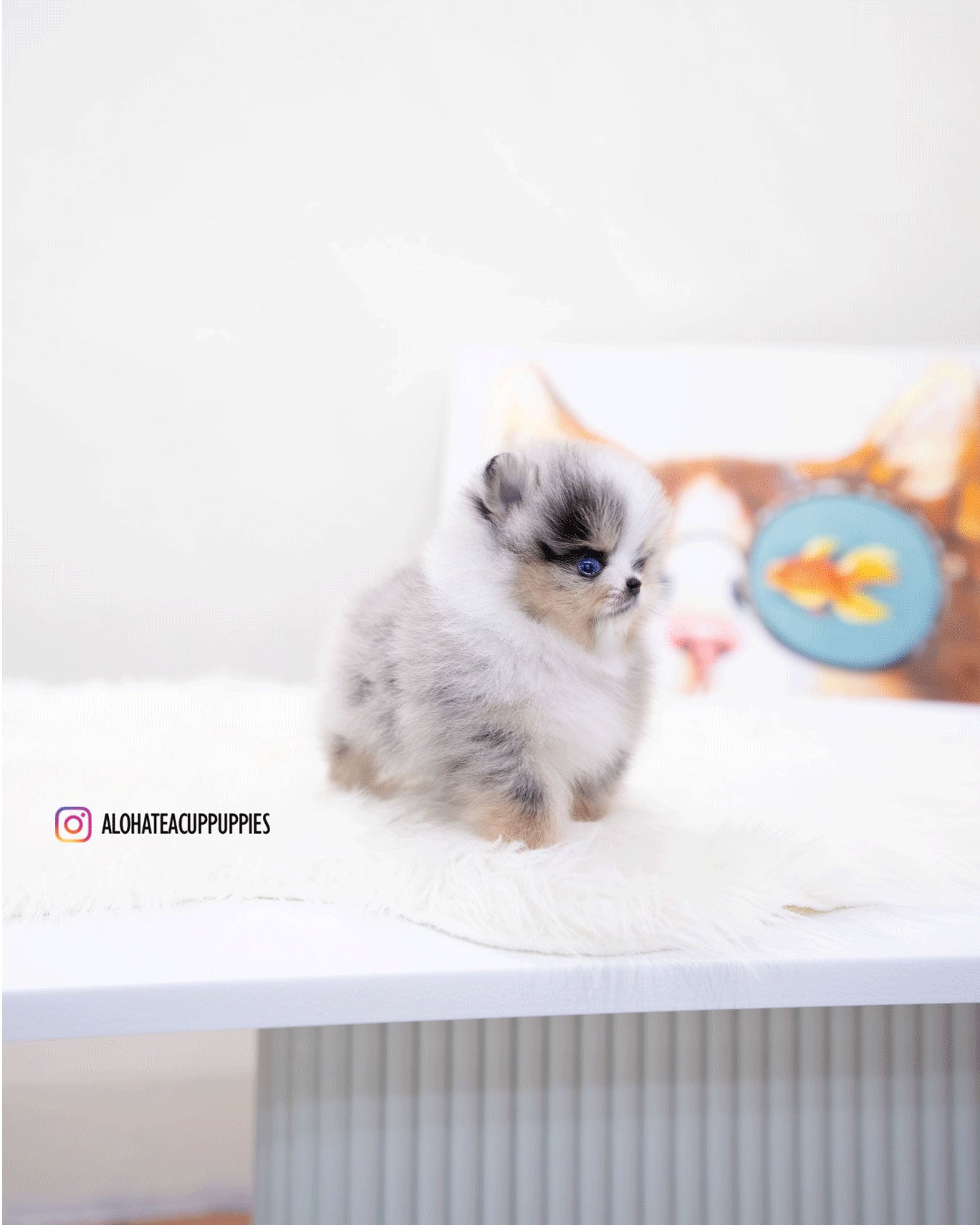 Moon [TEACUP POMERANIAN]