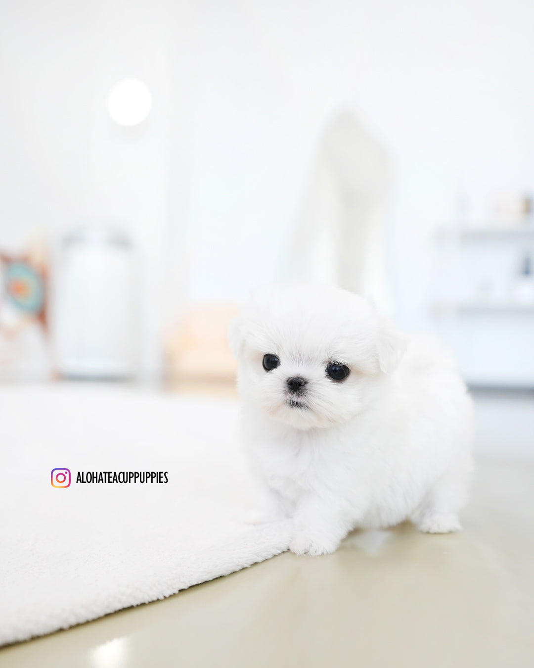 Joel [TEACUP MALTESE]