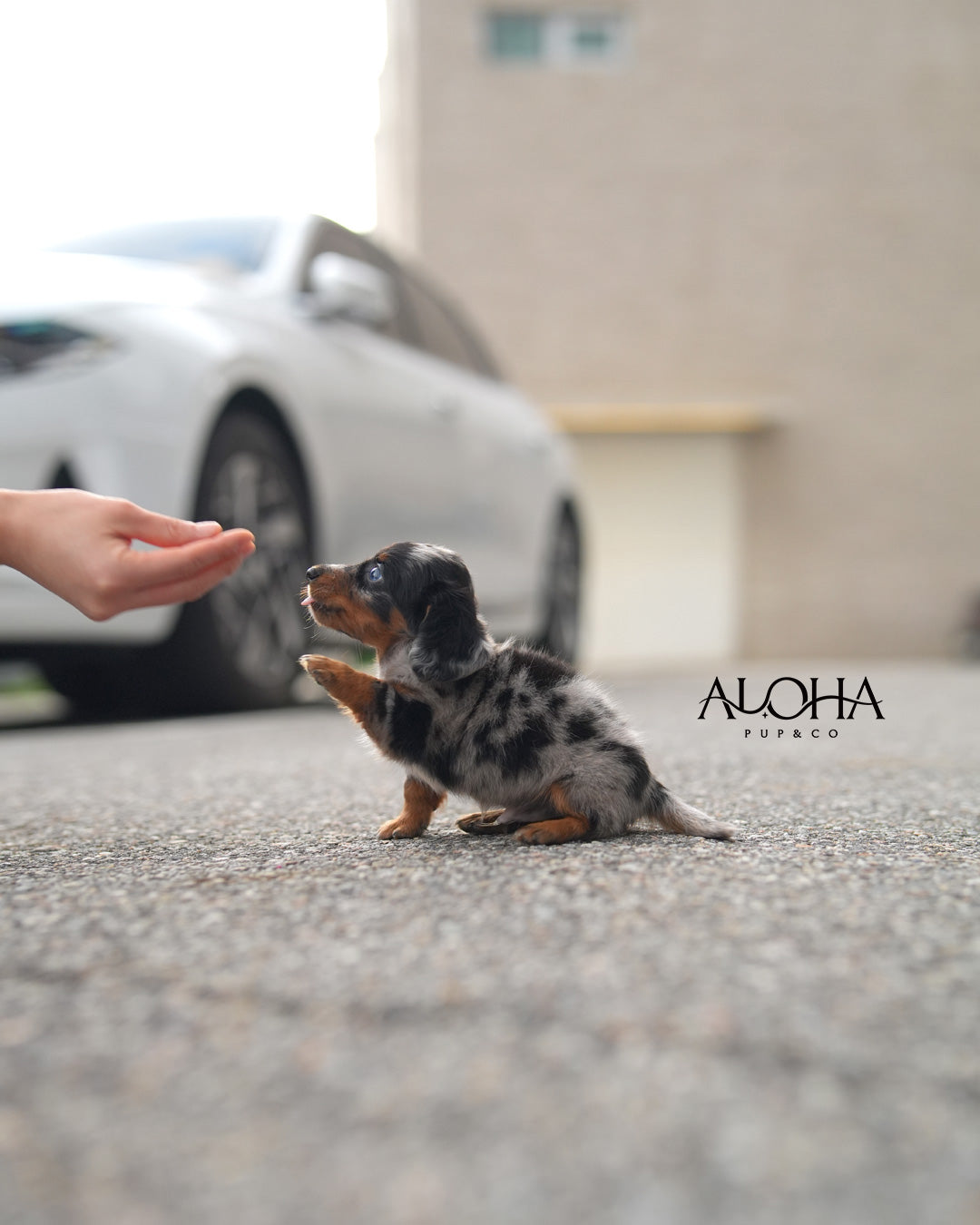 Aron [Mini Dachshund]