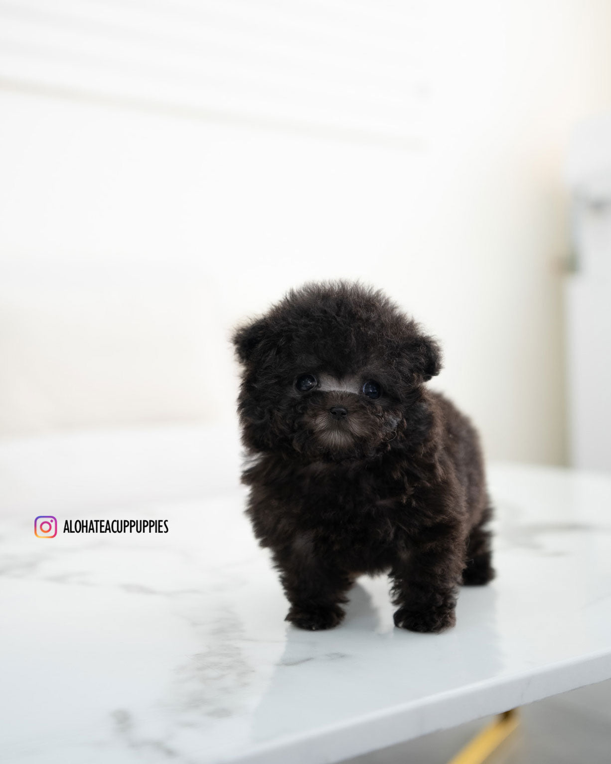 Riley [TEACUP POODLE]