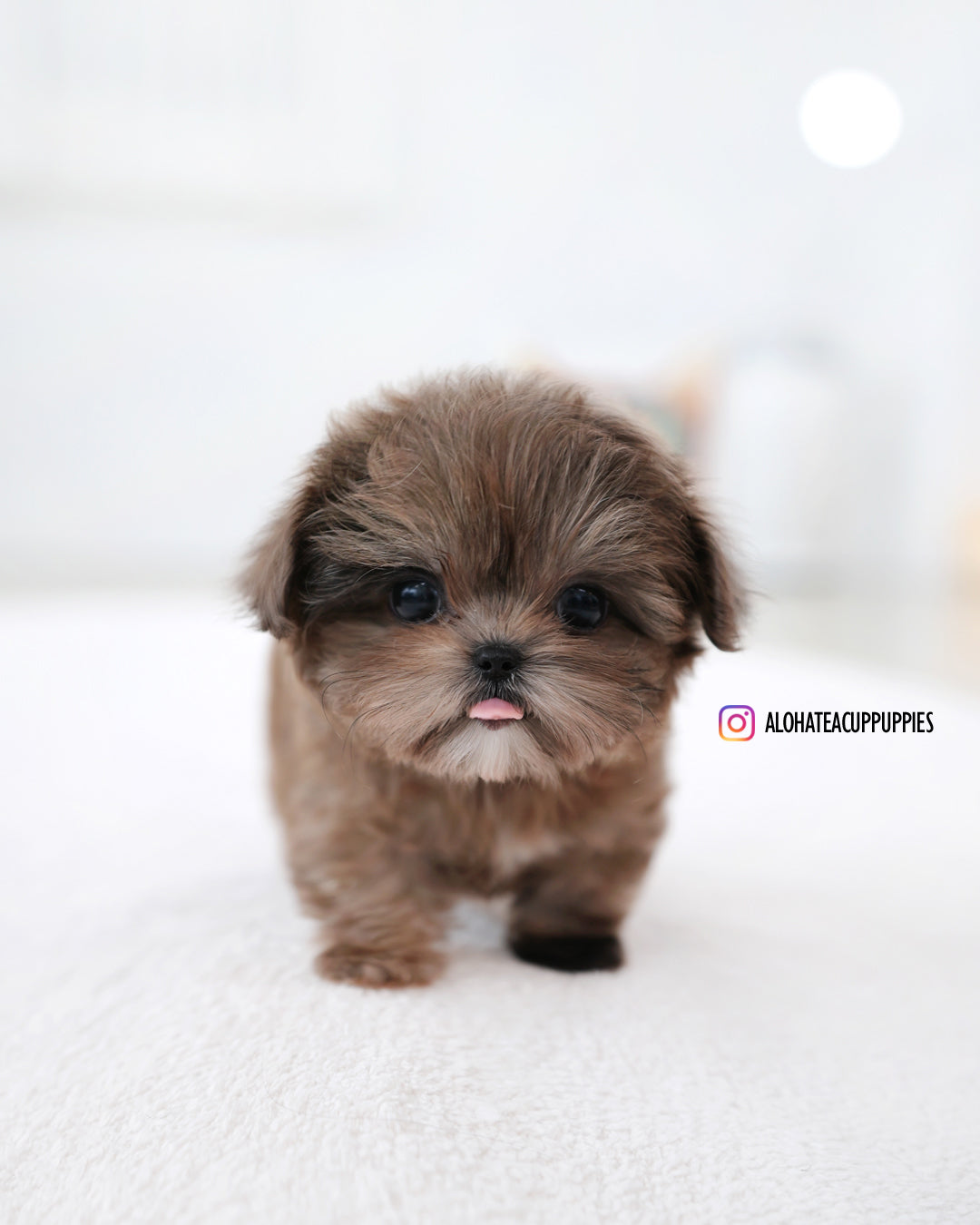 Tavi [TEACUP MALTIPOO]